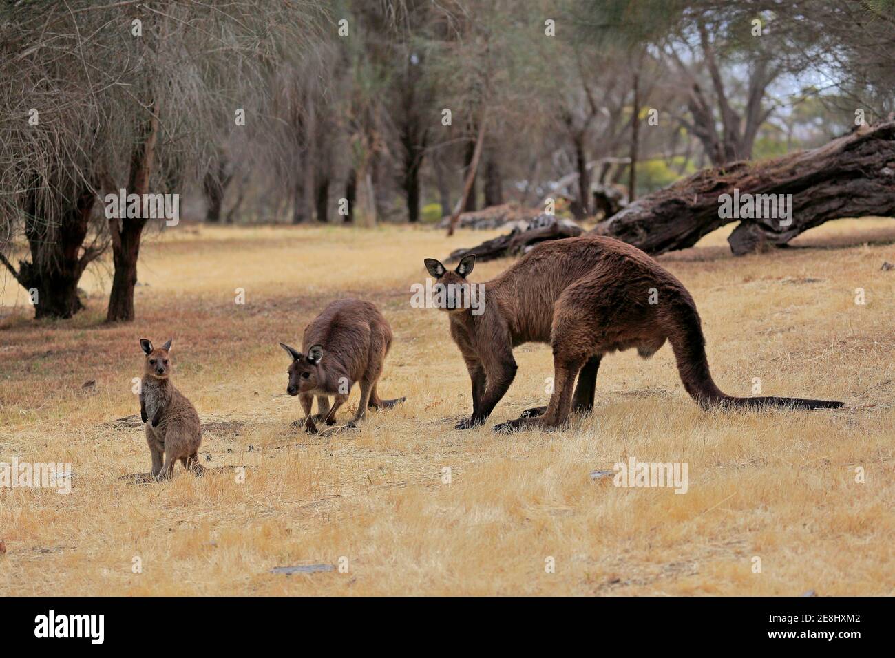 Kangaroo Island grey kangaroo (Macropus fuliginosus fuliginosus), adult, male, female, juvenile, group, Kangaroo Island, South Australia, Australia Stock Photo
