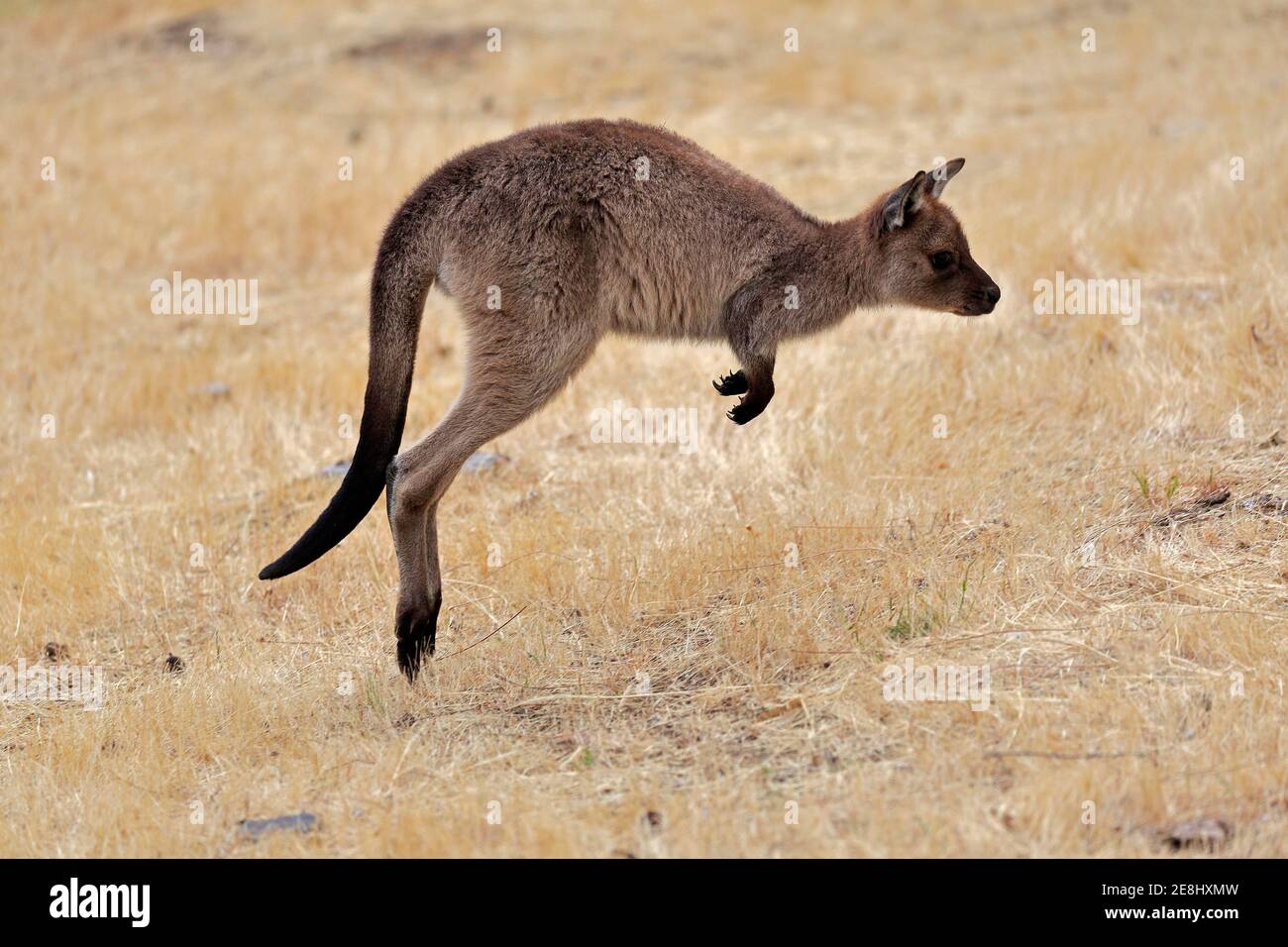 Kangaroo Island kangaroo (Macropus fuliginosus fuliginosus), juvenile