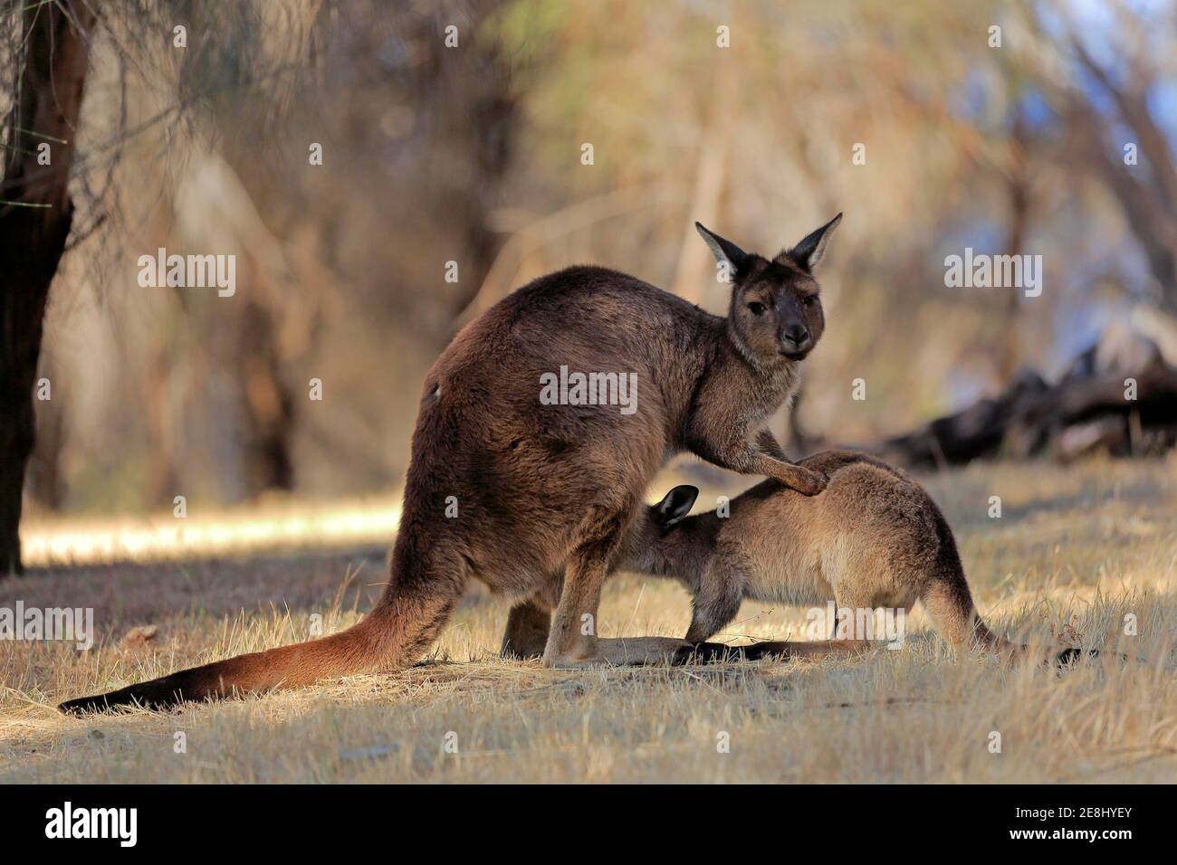 Kangaroo Island grey kangaroo (Macropus fuliginosus fuliginosus), mother  with young, joey, social behaviour, suckling, Kangaroo Island, South Stock  Photo - Alamy