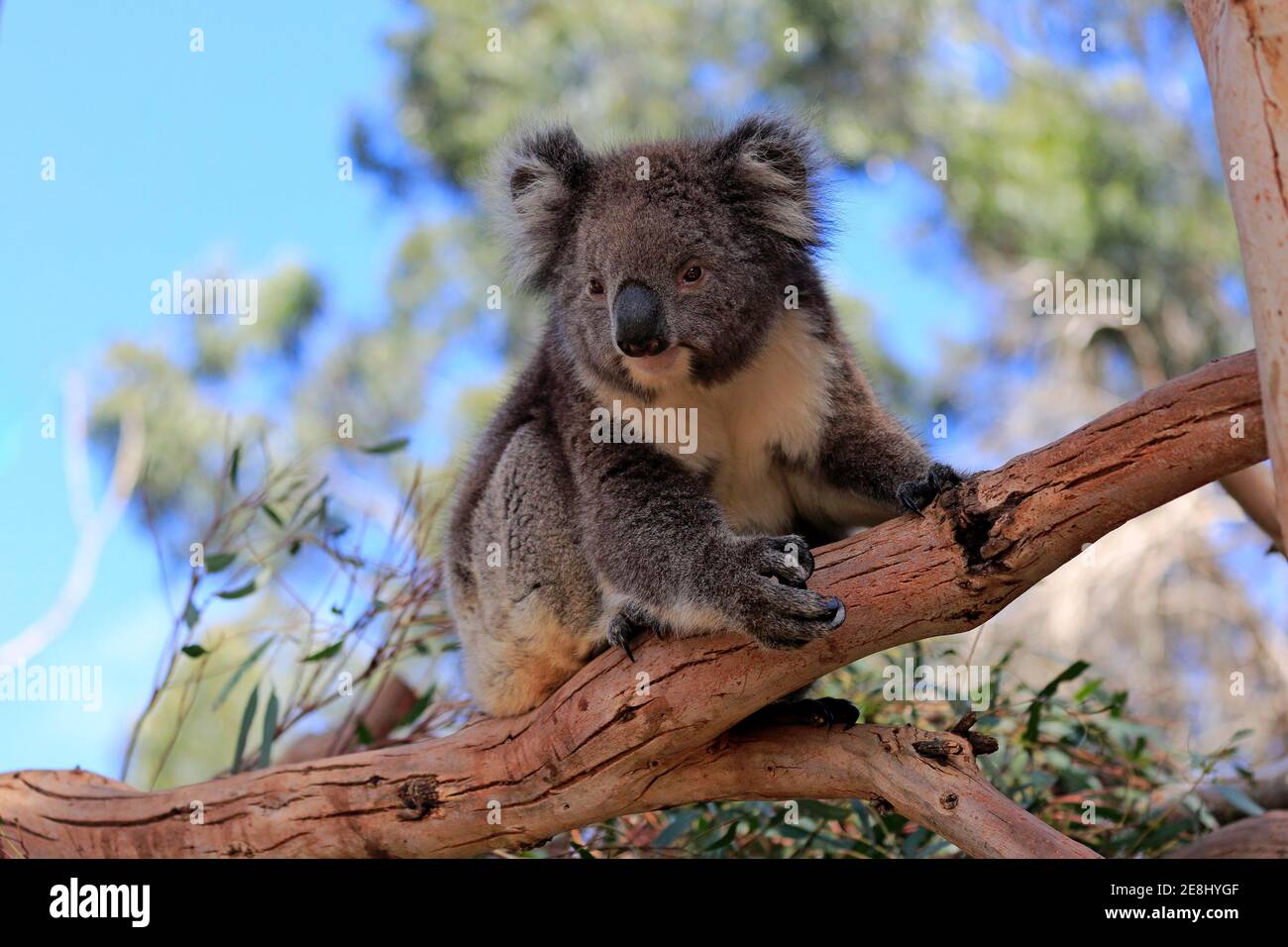 Koala (Phascolarctos cinereus), adult, on tree, Kangaroo Island Wildlife Park, Parndana, Kangaroo Island, South Australia, Australia Stock Photo