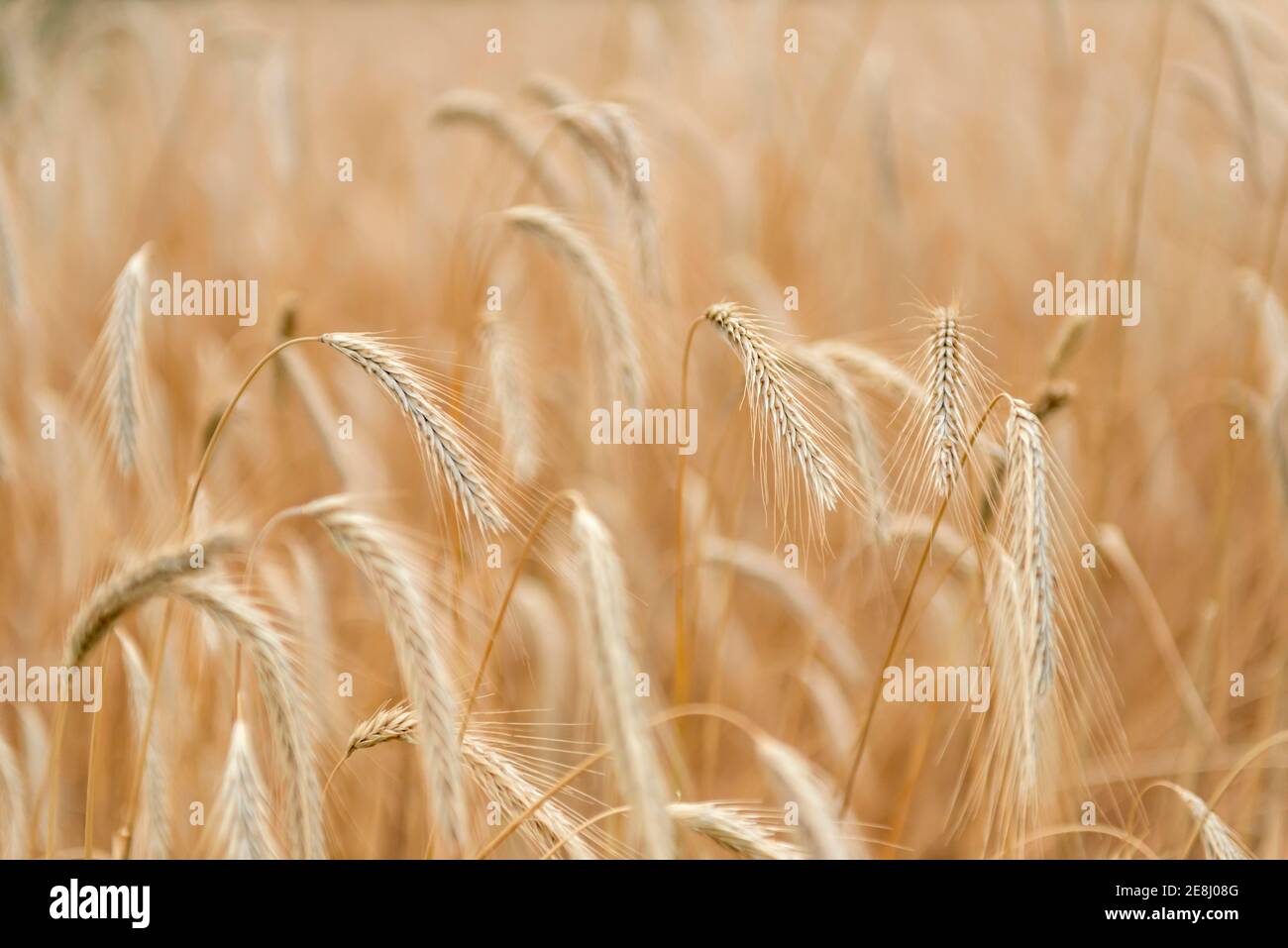 Ears of corn in a field, rye (Secale cereale L.) Petkuser short straw, traditional agricultural cultivation, Open-air museum Domaene Dahlem, Berlin Stock Photo