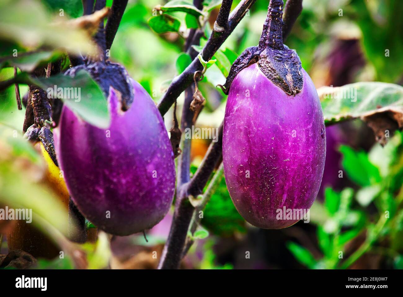 Purple eggplant grows in a garden bed. Growing natural vegetables on a farm or farmstead.  Stock Photo