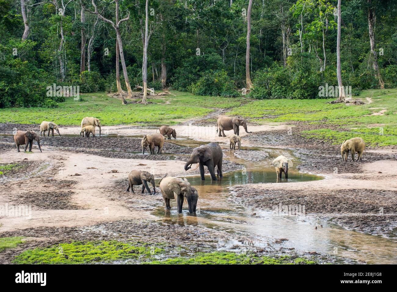 Dzanga Bai Elephant Enclave