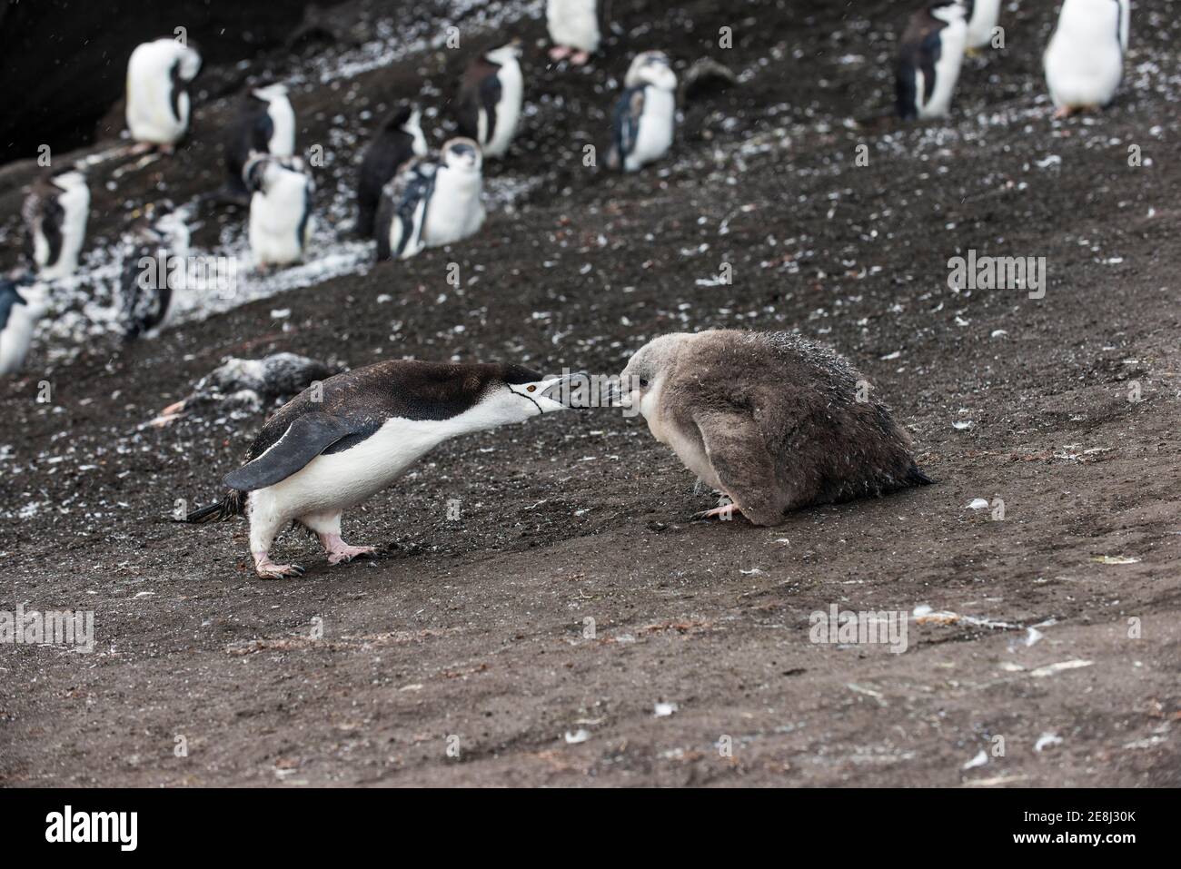 Chinstrap Penguin (Pygoscelis antarctica) feeding its chicks, Saunders