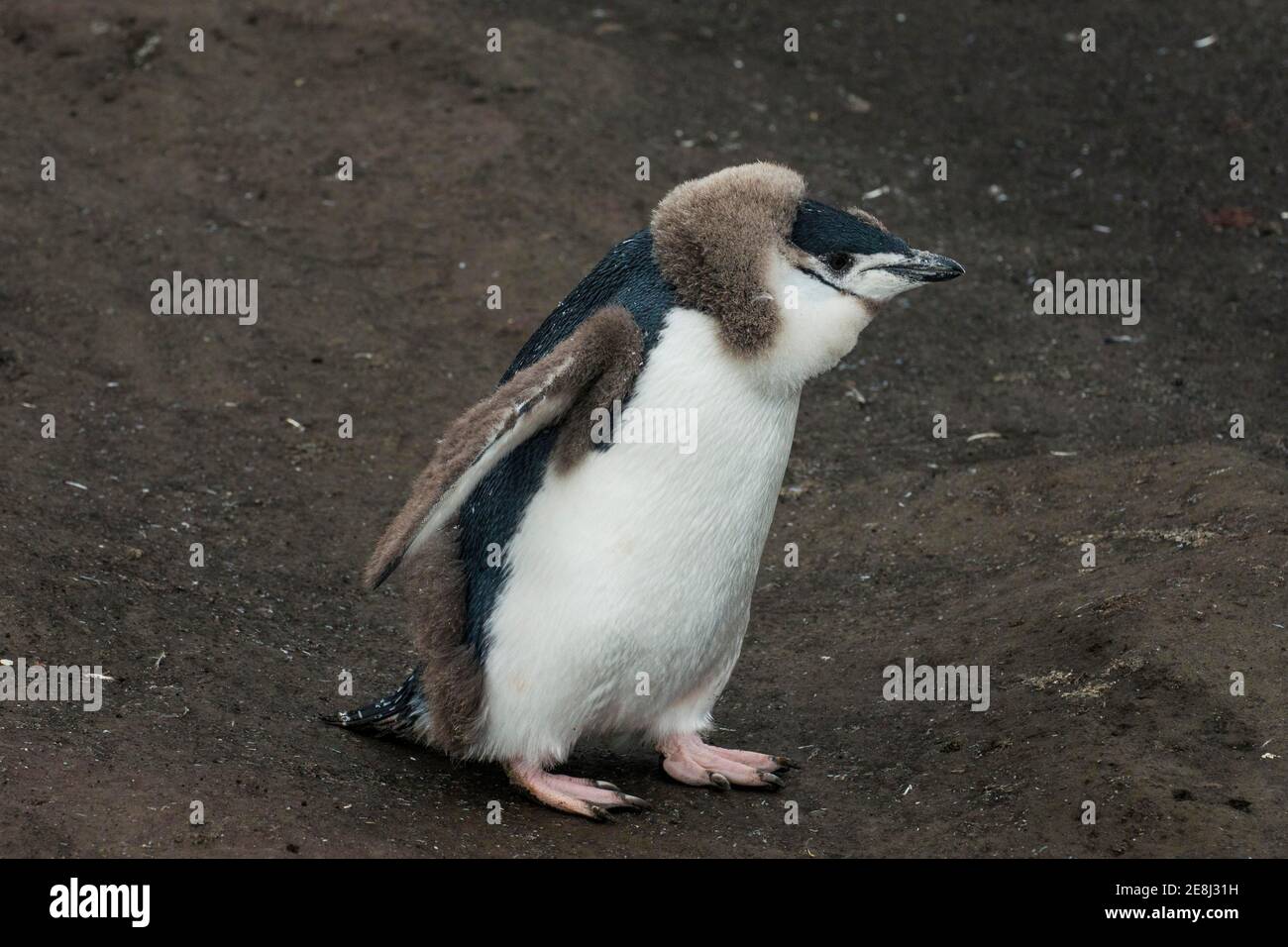 Chinstrap Penguin chick (Pygoscelis antarctica) on a black volcanic