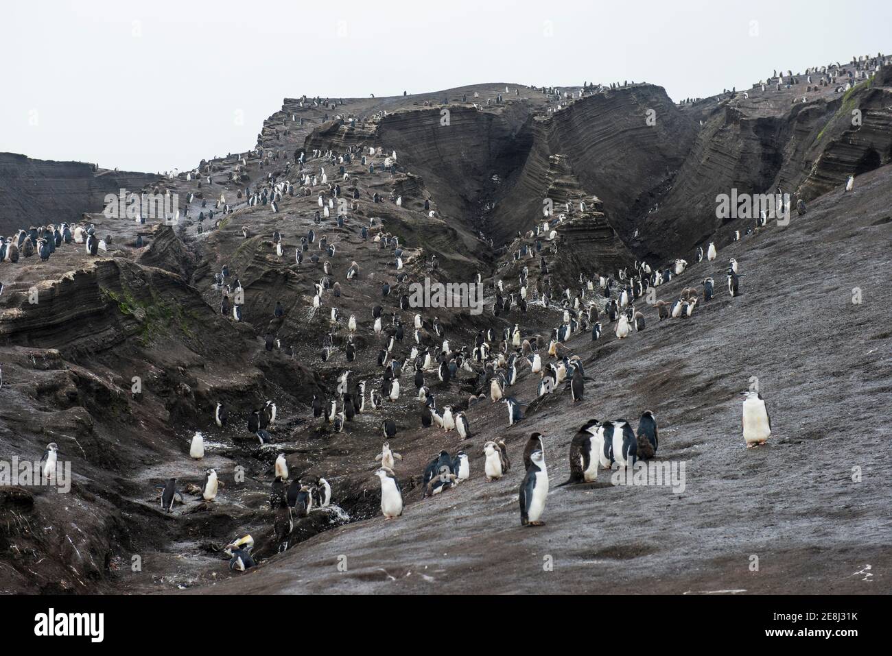 Chinstrap Penguin colony (Pygoscelis antarctica), Saunders island, South Sandwich islands, Antarctica Stock Photo