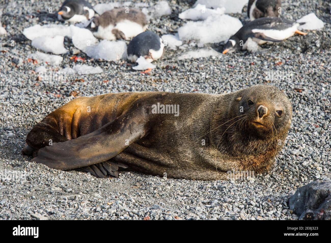 Gourdin island, Antarctica Stock Photo Alamy