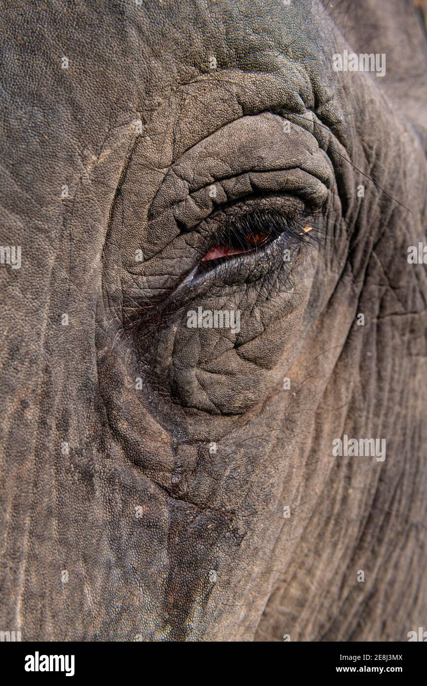 Close up of an Asian elephant (Elephas maximus), Unesco world heritage  site, Kaziranga National Park, Assam, India Stock Photo - Alamy