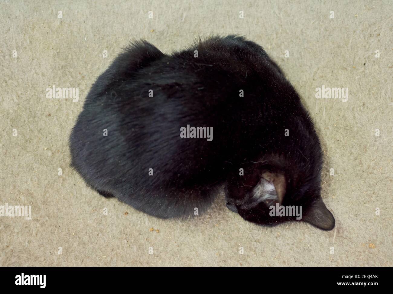A top view of a black cat sleeping on the floor Stock Photo Alamy