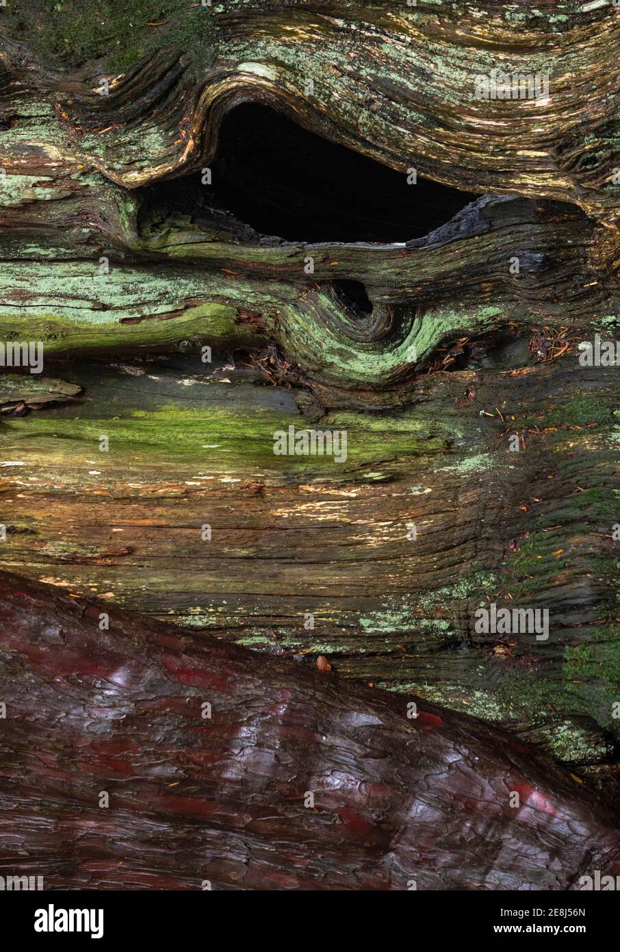 Dry mossy bark of old decaying tree with hole in forest in daylight Stock Photo