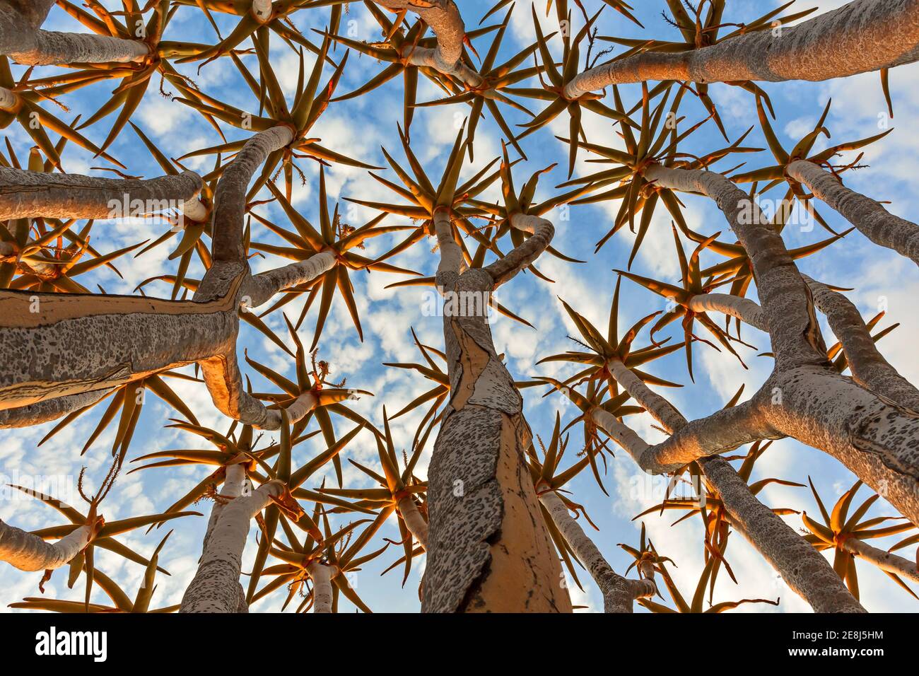 Quiver tree or Kokerboom (Aloe dichotoma), tubular branches view from below. Quiver tree forest, Keetmanshoop, Namibia, Africa Stock Photo