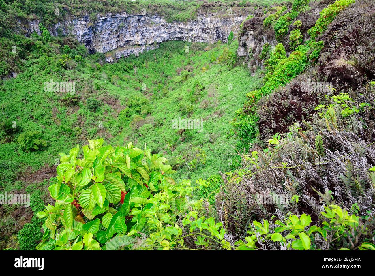 Twin Craters, Los Gemelos, Twin Craters, Santa Cruz Island, Galapagos