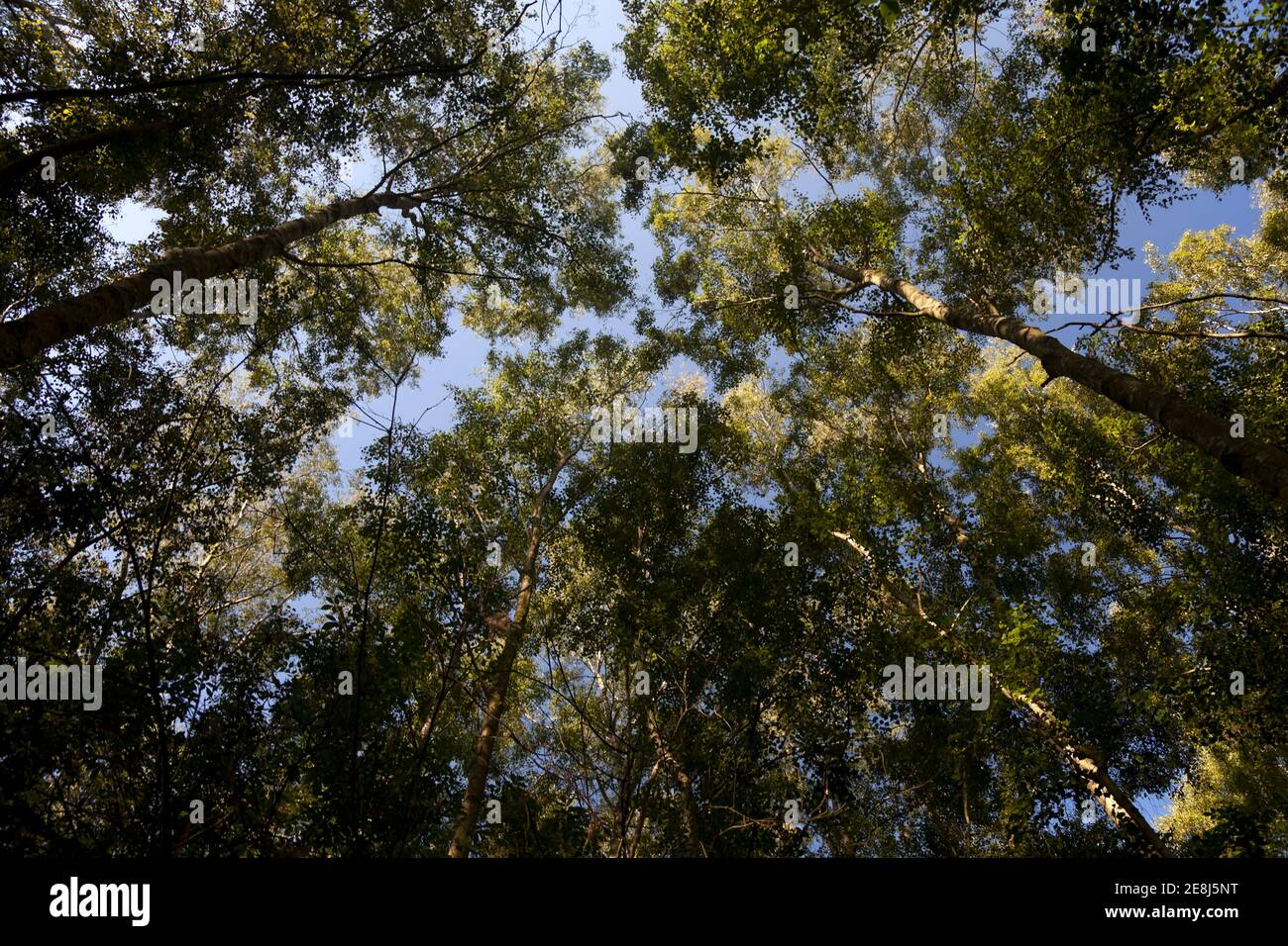 A clear-blue summer sky high above a sunlit dappled birch wood canopy; fully-leafed green crowns atop the spindly trees competing for space and light Stock Photo