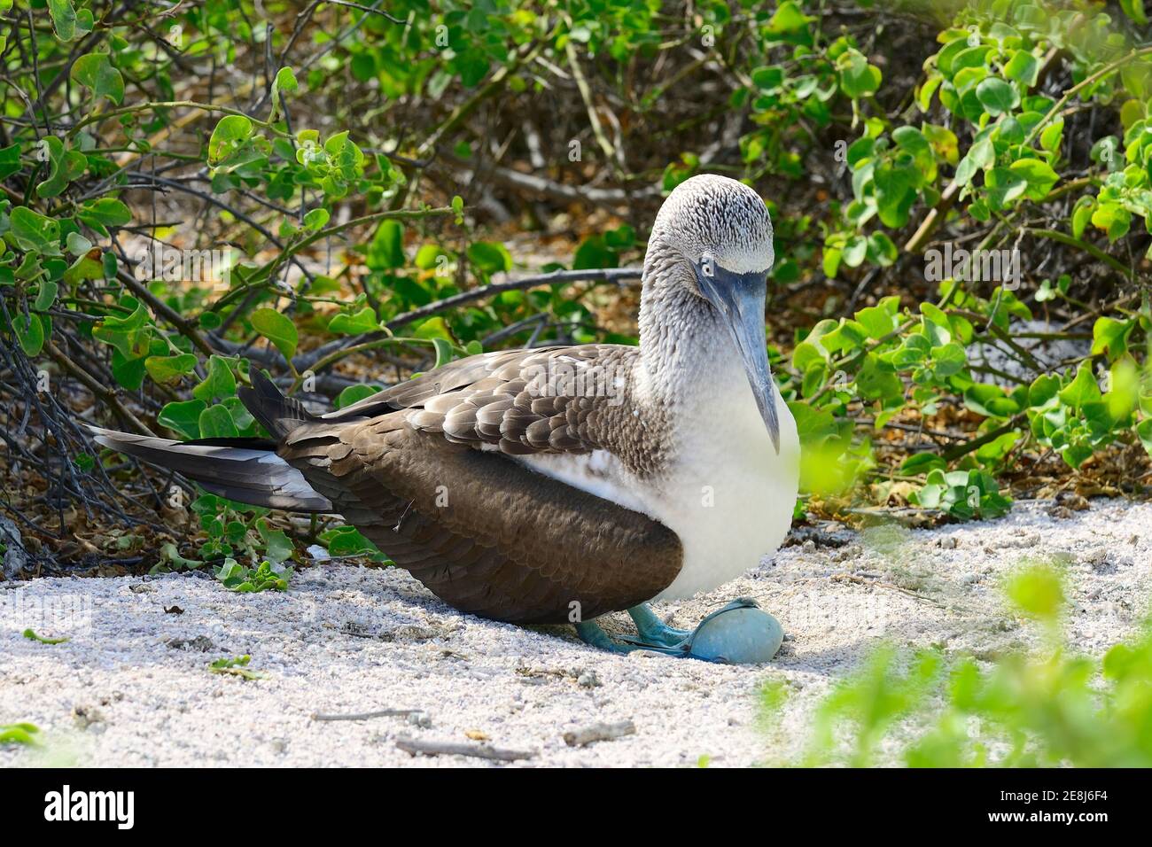 Blue footed Booby Sula Nebouxii With Eggs On Its Nest San Christobal blue-footed-booby-sula-nebouxii-with-eggs-on-its-nest-san-christobal
