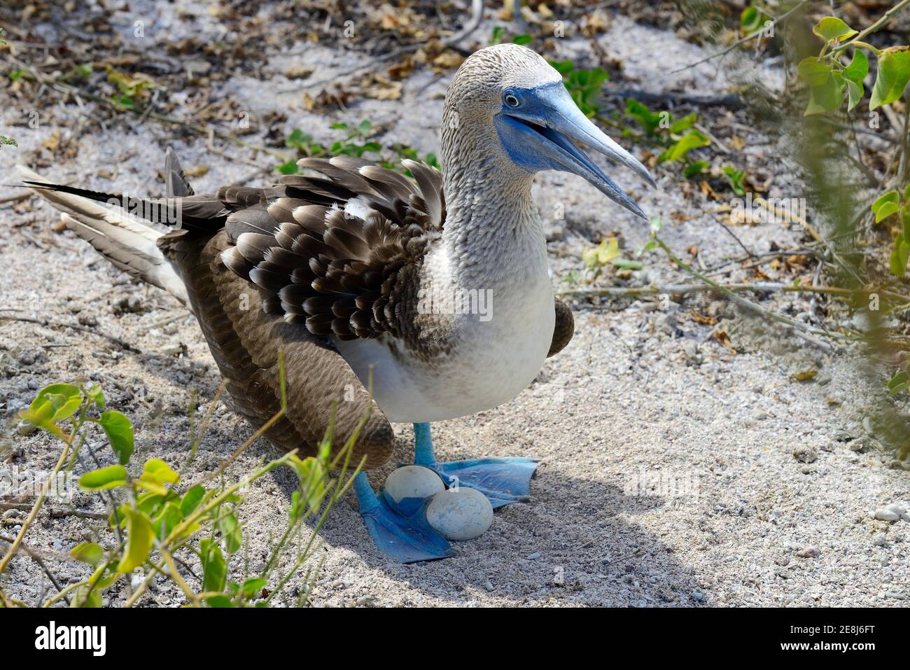 Blue footed Booby Sula Nebouxii With Eggs On Its Nest San Christobal Blue footed Booby Sula Nebouxii With Eggs On Its Nest San Christobal
