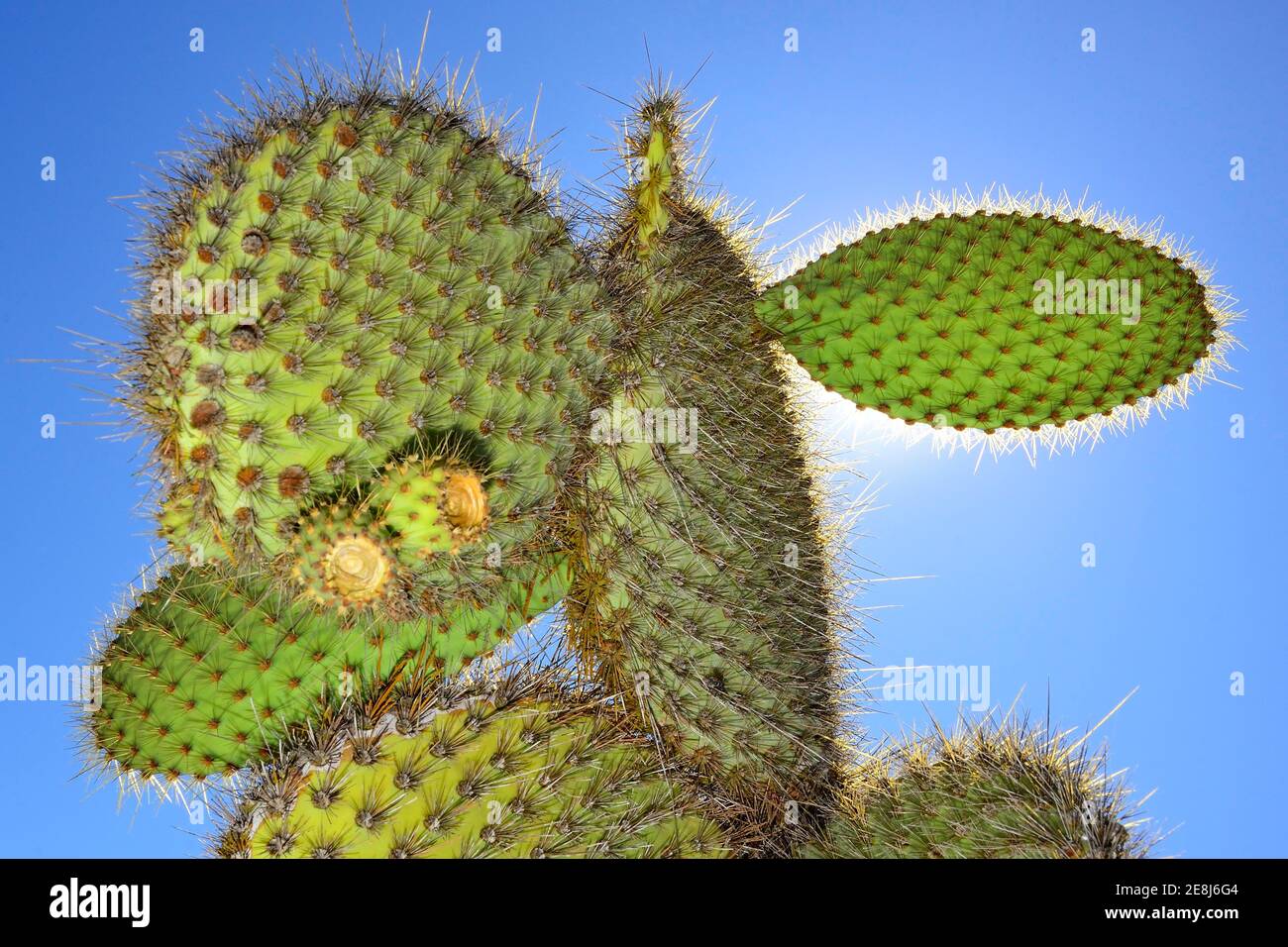 Tree opuntia (Galapagos Prickly Pear) in backlight, Plaza Sur Island, South Plaza, Galapagos, Ecuador Stock Photo