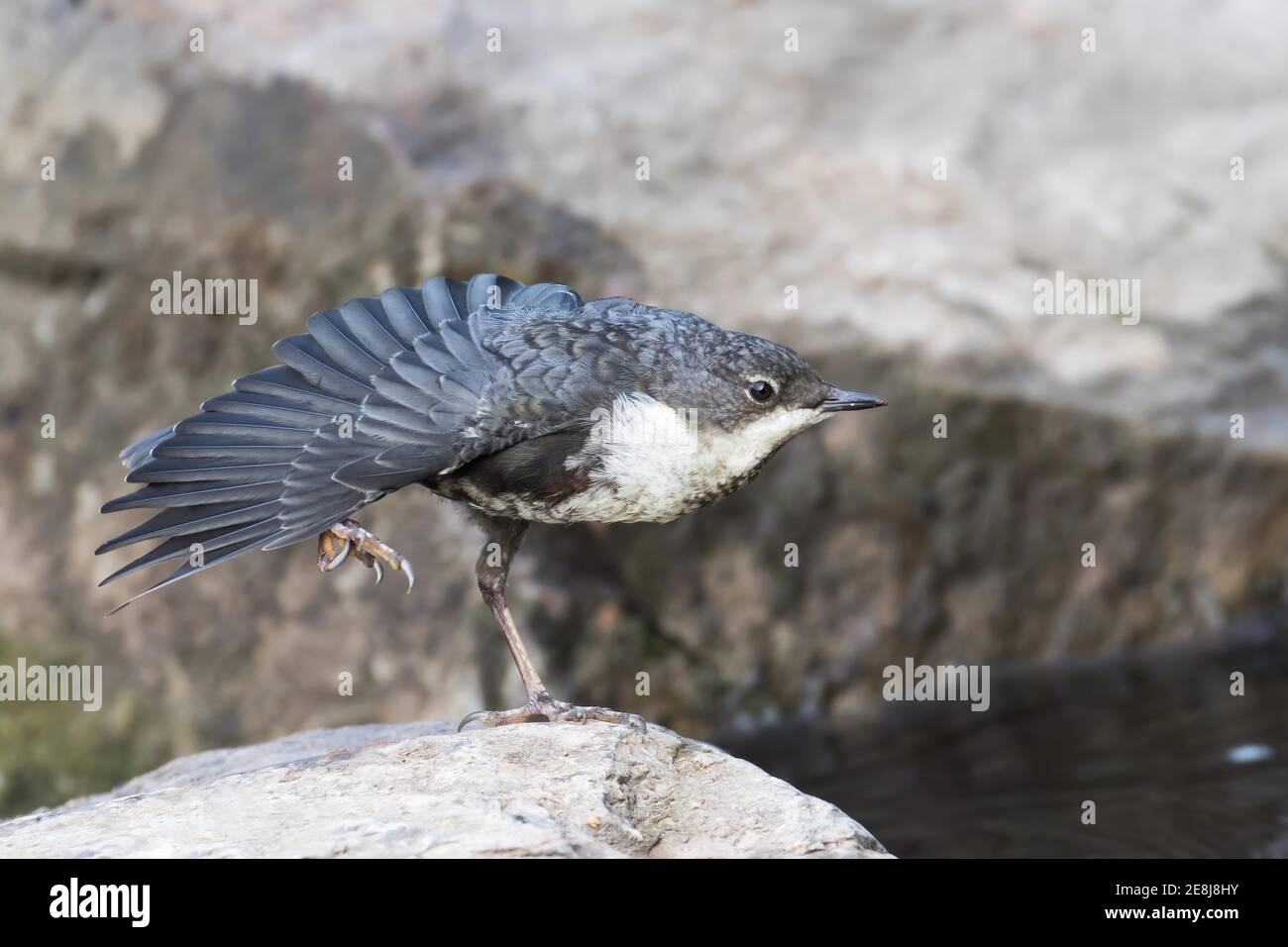 White-breasted dipper (Cinclus cinclus), young bird, standing on stone, spreading its plumage, Hesse, Germany Stock Photo