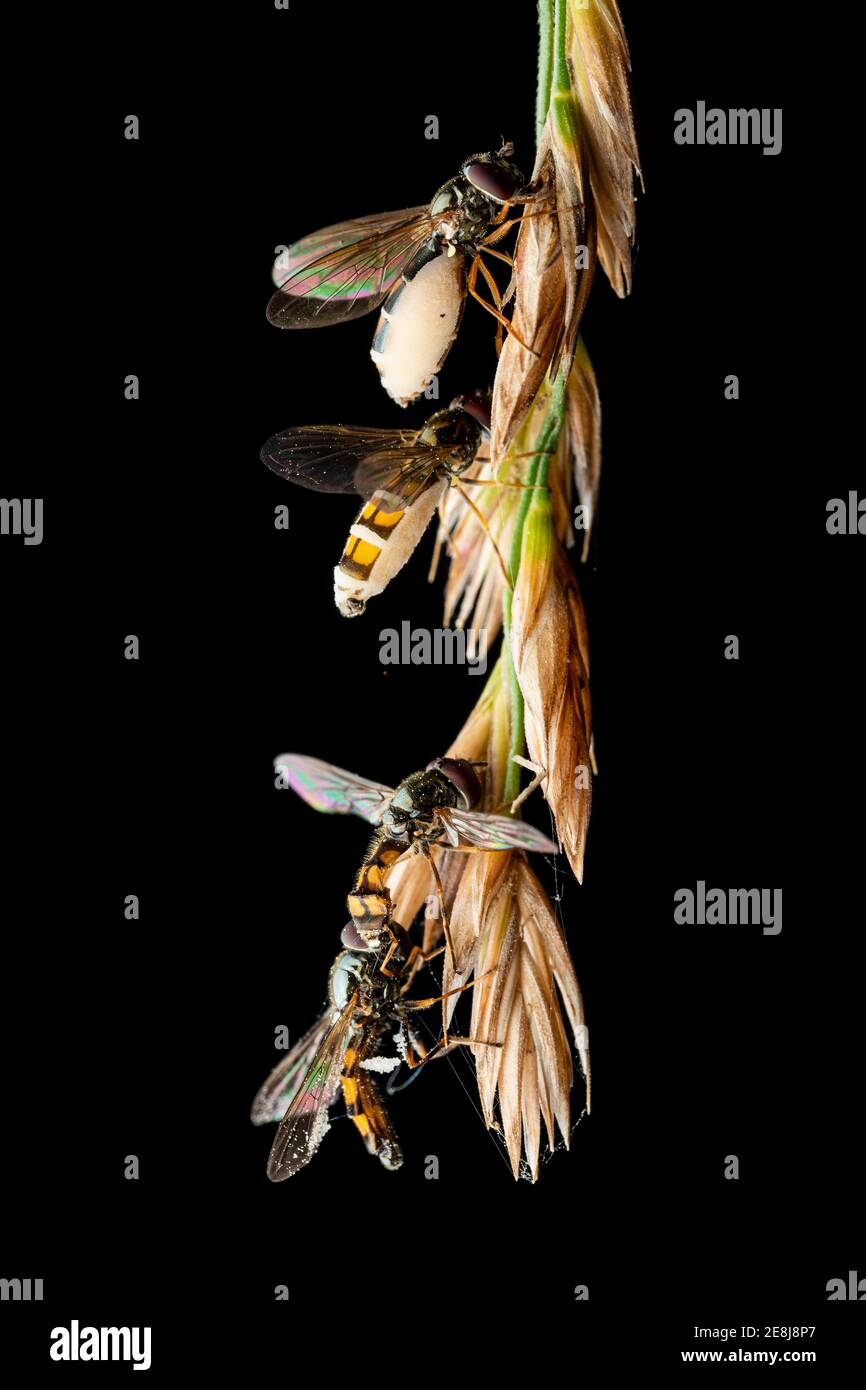 Close up of fly affected by the zombie fungus entomophthora muscae Stock Photo