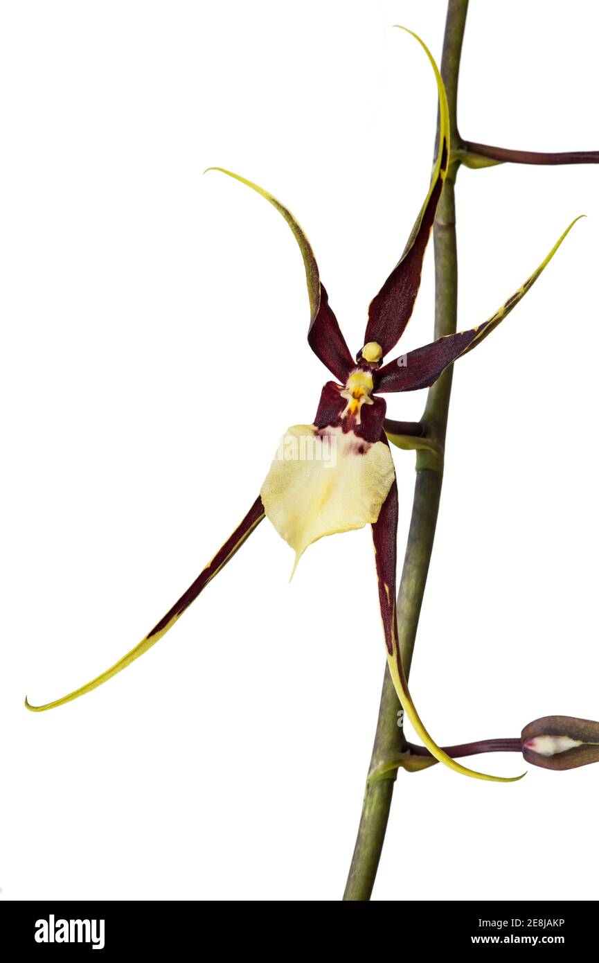 Orchid cultivar Brassidium Kenneth Bivin Santa Barbara (Oncidium cariniferum X Brassia arcuigera), Switzerland Stock Photo
