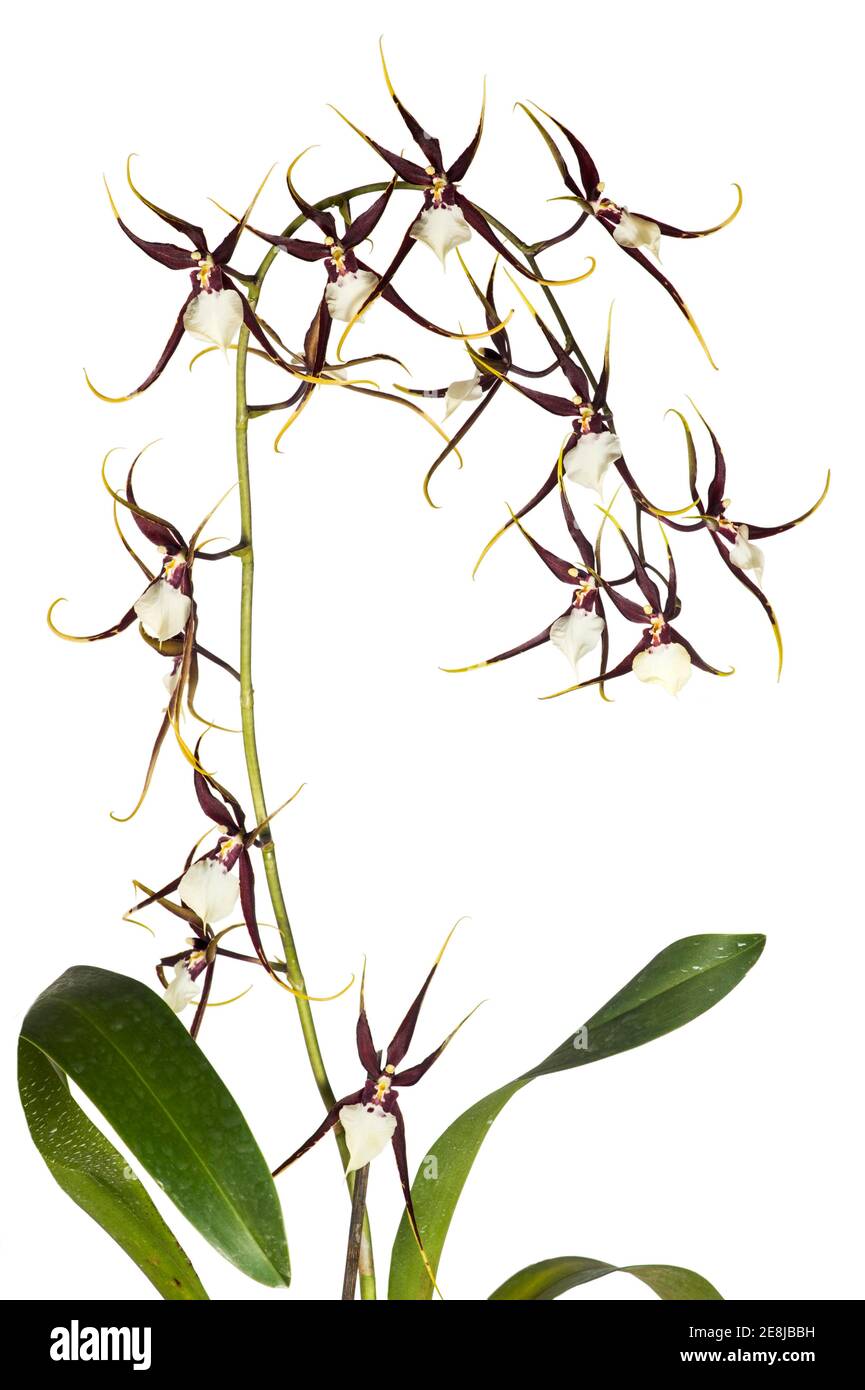 Orchid cultivar Brassidium Kenneth Bivin Santa Barbara (Oncidium cariniferum X Brassia arcuigera), Switzerland Stock Photo