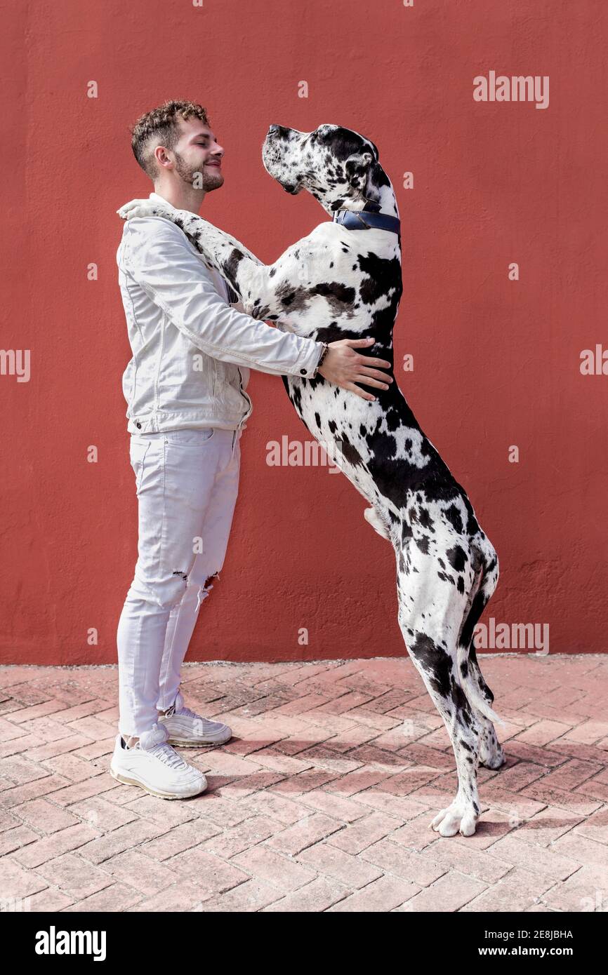 Side view of happy young unshaven male in casual clothes and adorable  obedient Harlequin Great Dane dog hugging each other against red background  Stock Photo - Alamy