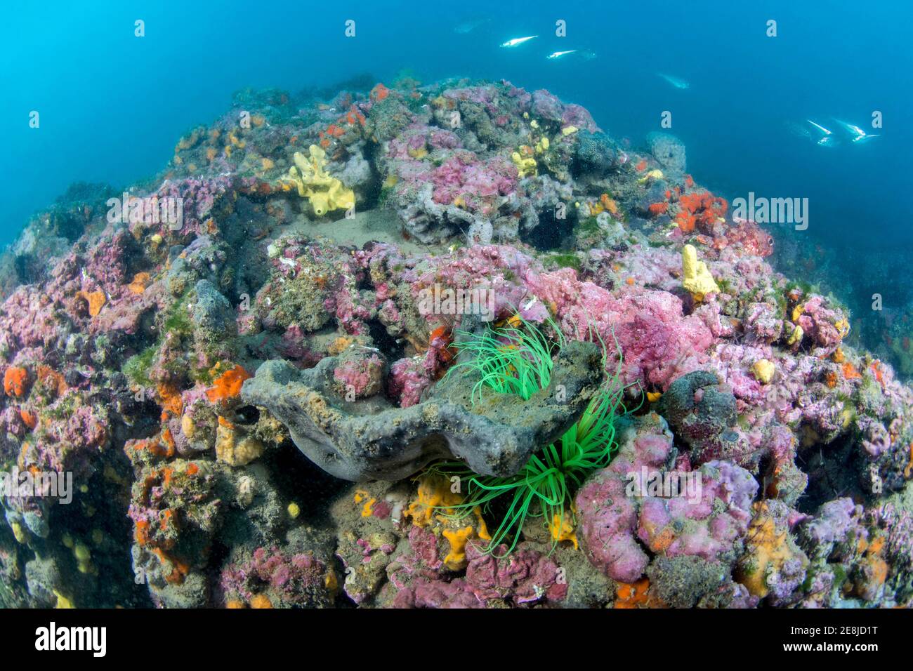 Coralligenous reef in Gulf of Lion, Mediterranean, Herault, Occitanie, France Stock Photo