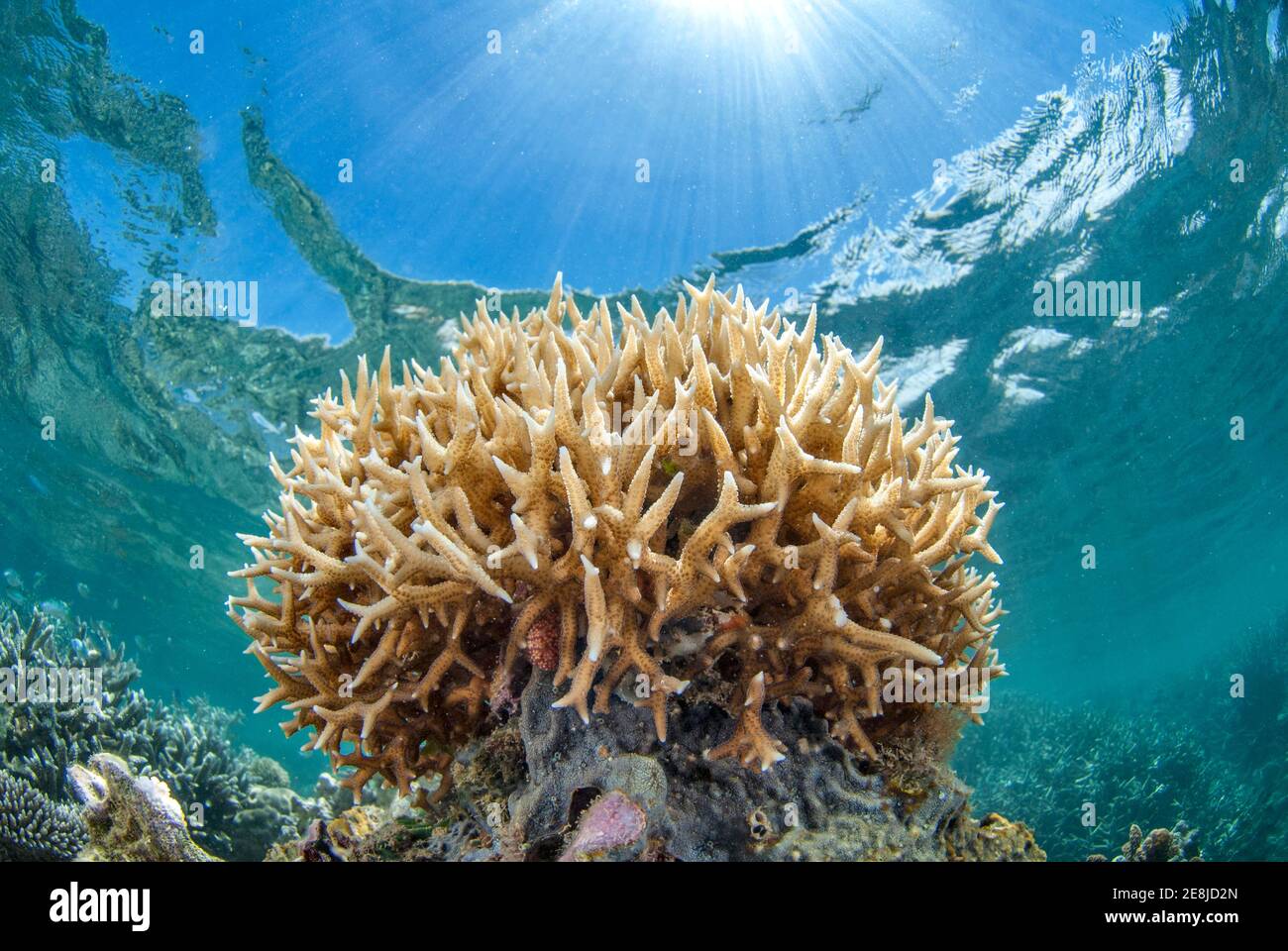 Staghorn coral (Acropora muricata), N'Gouja beach, Mayotte island, France Stock Photo