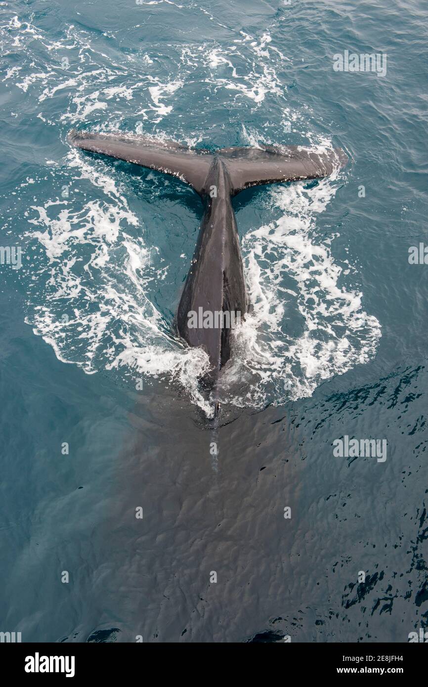 Humpback whale (Megaptera novaeangliae), South Sandwich islands, Antarctica Stock Photo
