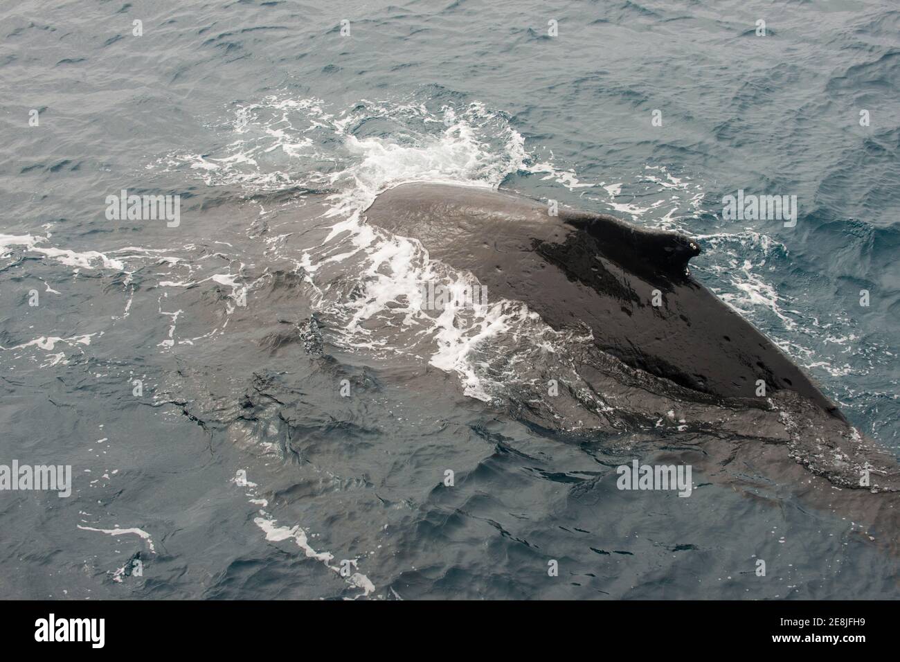 Humpback whale (Megaptera novaeangliae), South Sandwich islands, Antarctica Stock Photo
