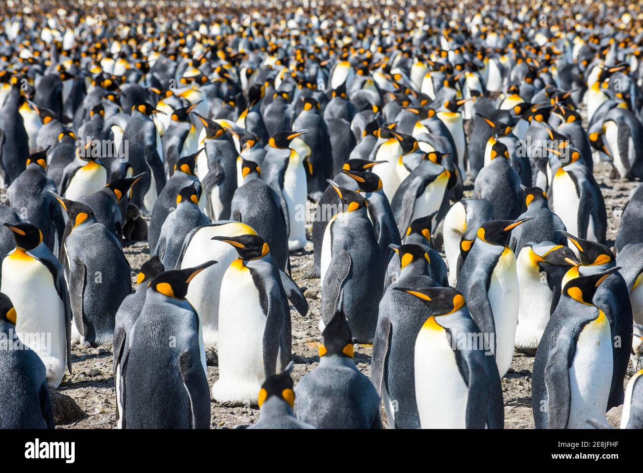 Giant King penguins (Aptenodytes patagonicus) colony, Salisbury Plain, South Georgia, Antarctica Stock Photo