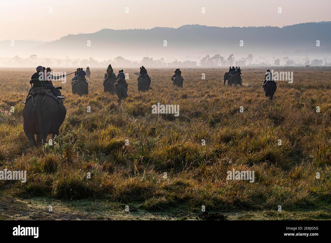 Early morning elephant ride on elephants through the elephant grass, Unesco world heritage site, Kaziranga National Park, Assam, India Stock Photo