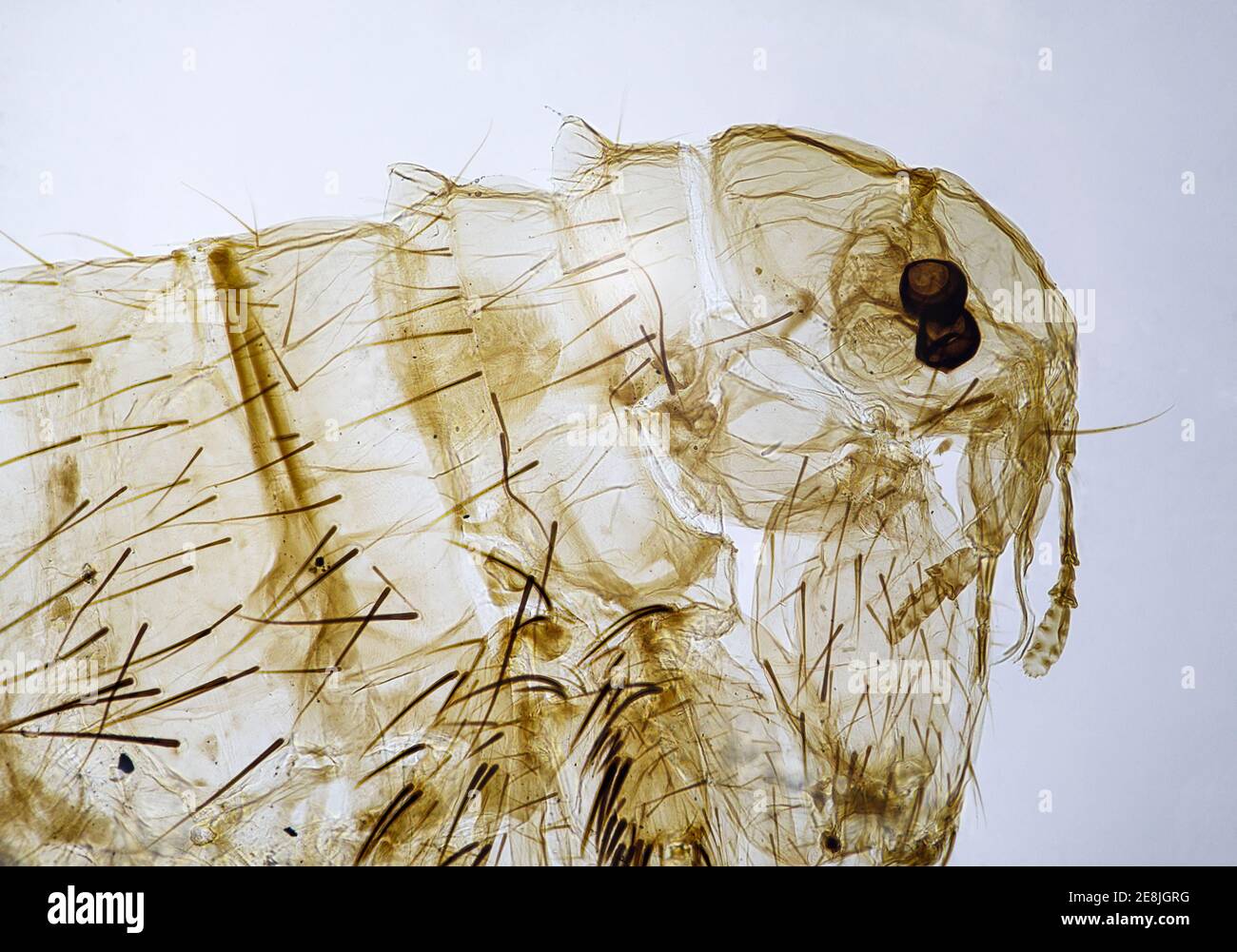 Close up of a female flea head at 10 times magnification under a microscope Stock Photo
