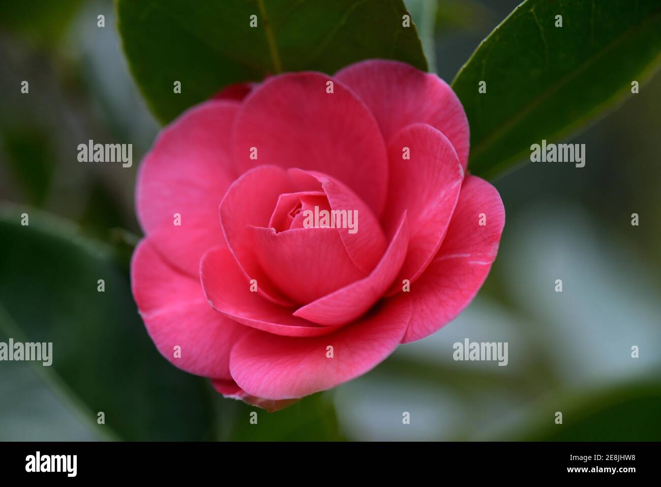 Japanese camellia variety hi-res stock photography and images - Alamy