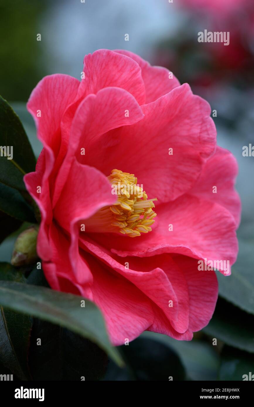 Japanese camellia (Camellia japonica) variety 'Royalty' x reticulata