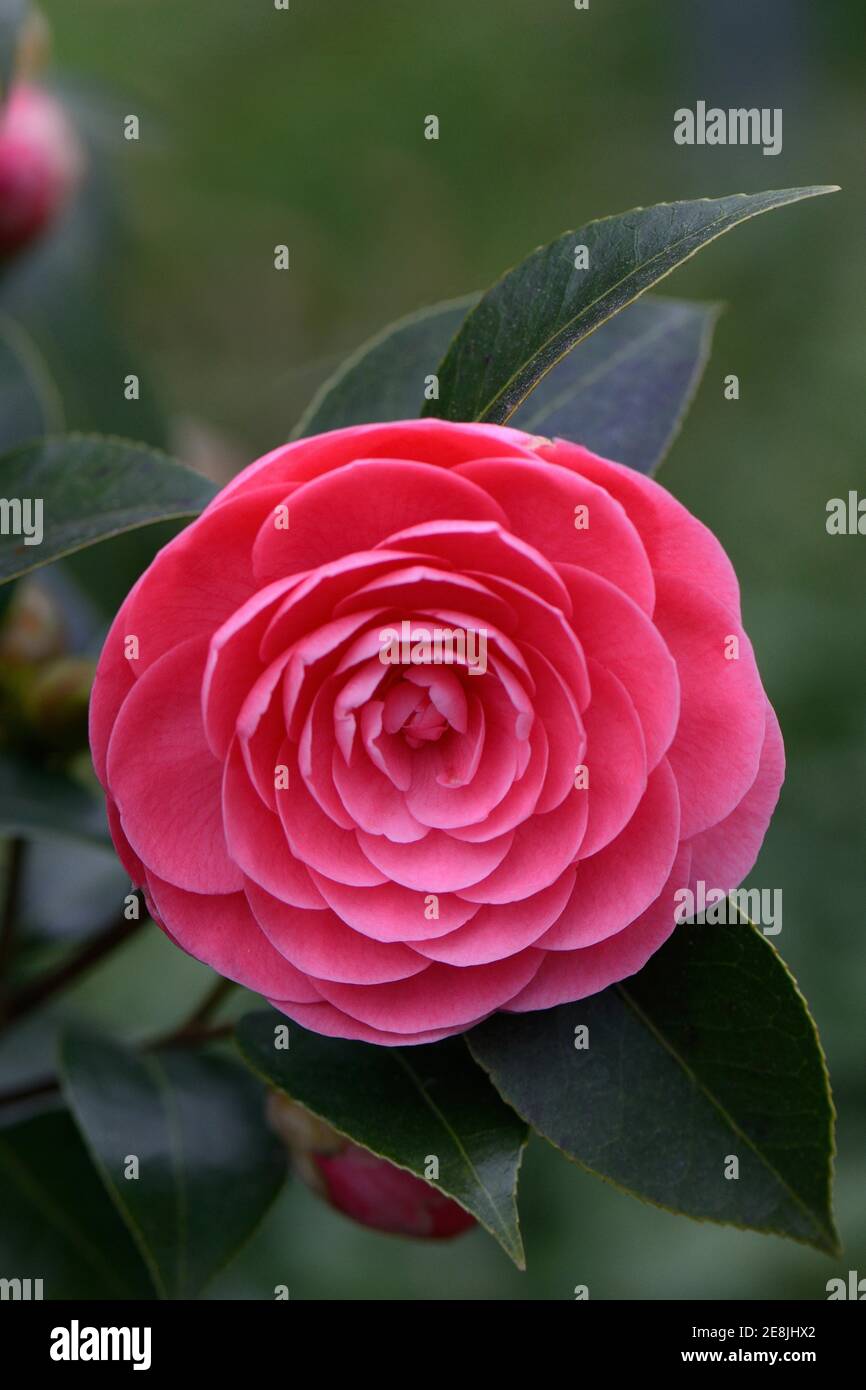 Japanese camellia (Camellia japonica) Jack's Variegated Stock Photo