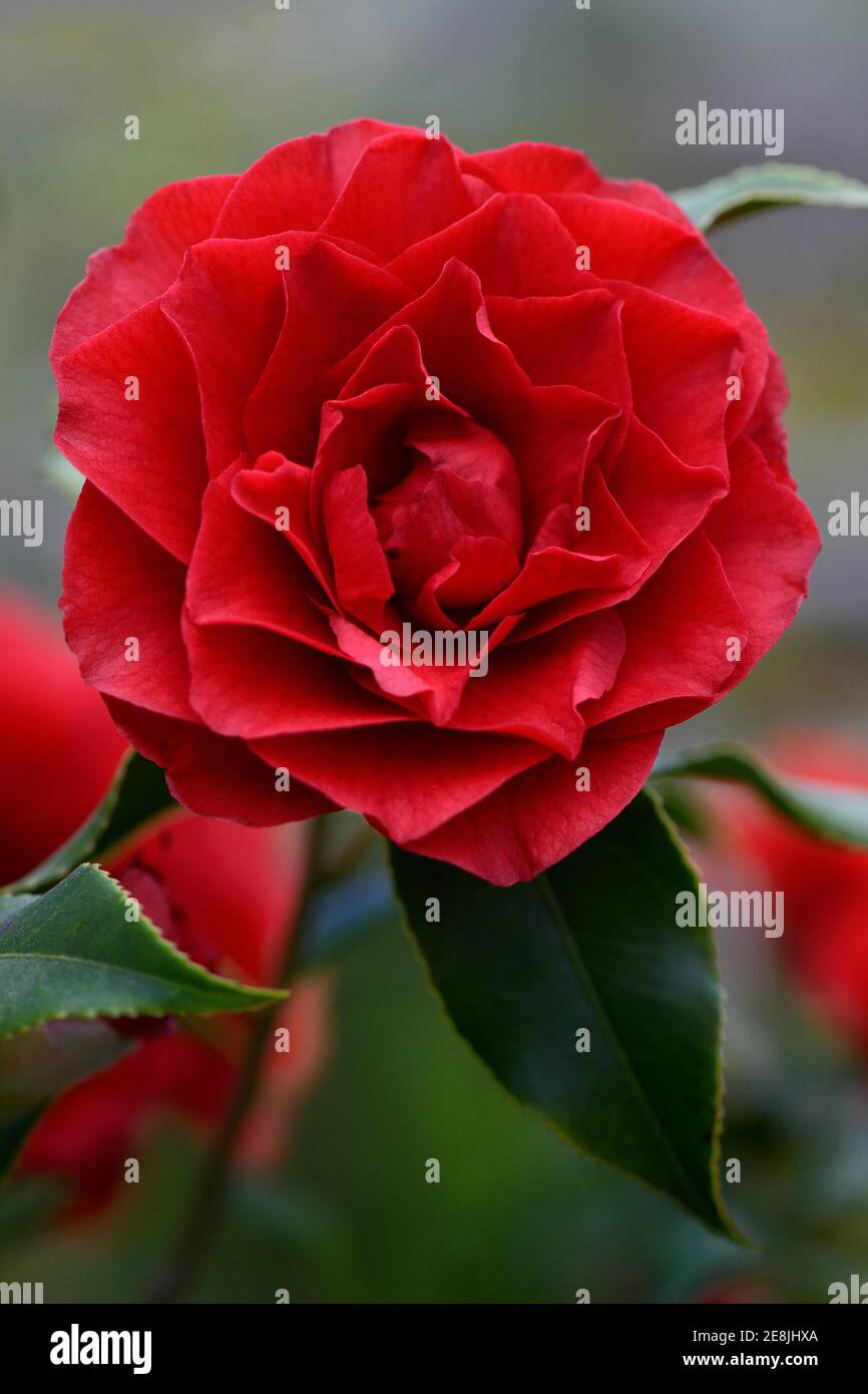 Japanese camellia variety hi-res stock photography and images - Alamy