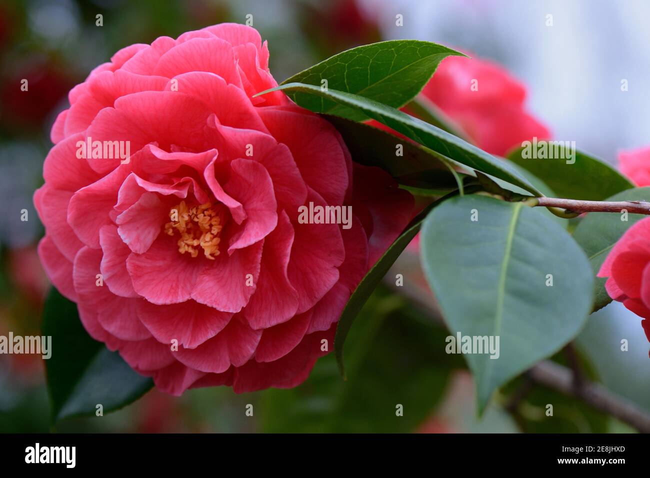 Japanese Camellia (Camellia) variety 'Miss Tulare Variegated' reticulata Stock Photo