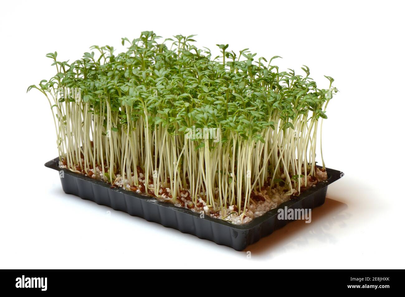 Garden cress (Lepidium sativum) cress sprouts Stock Photo