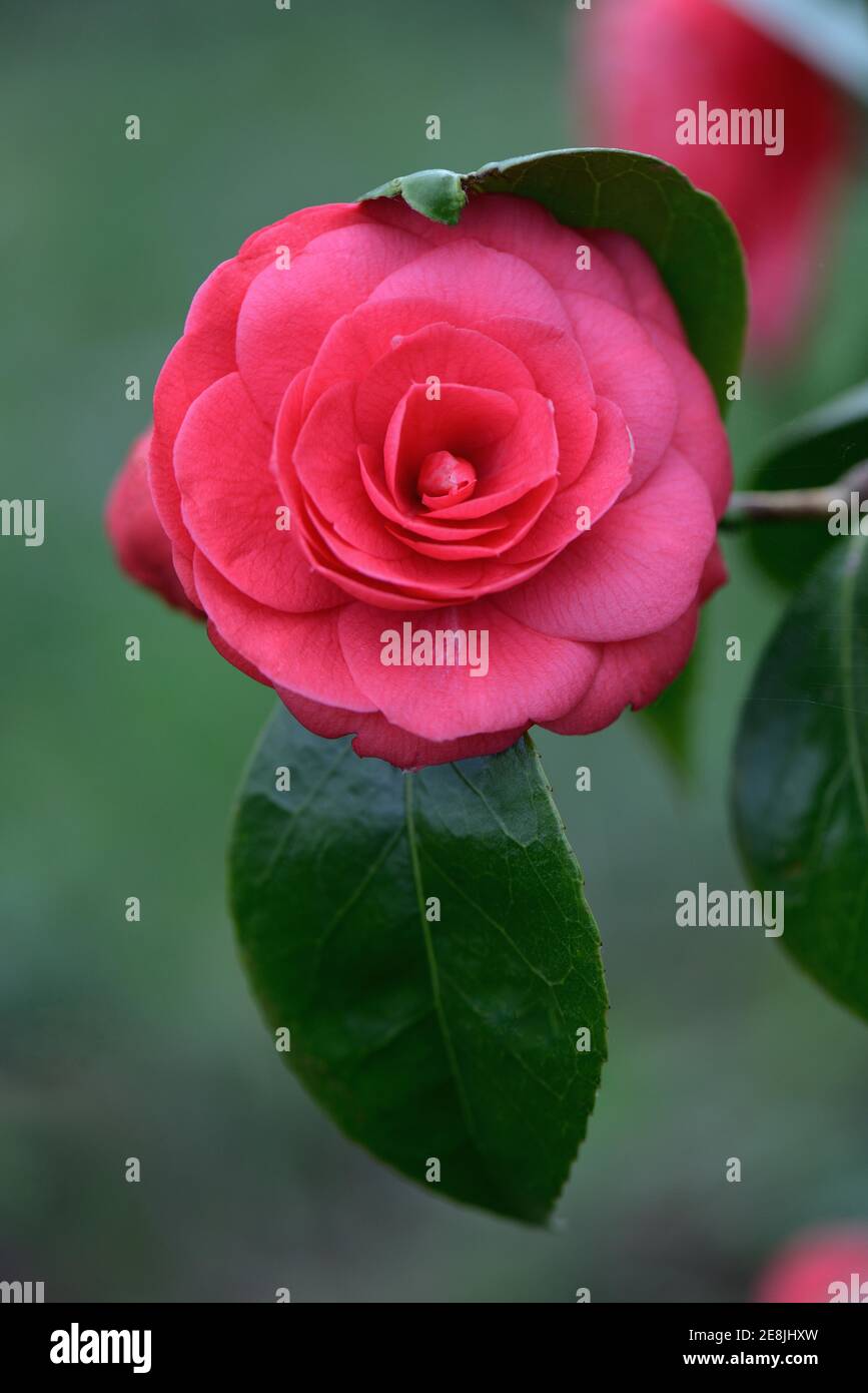 Japanese camellia variety hi-res stock photography and images - Alamy