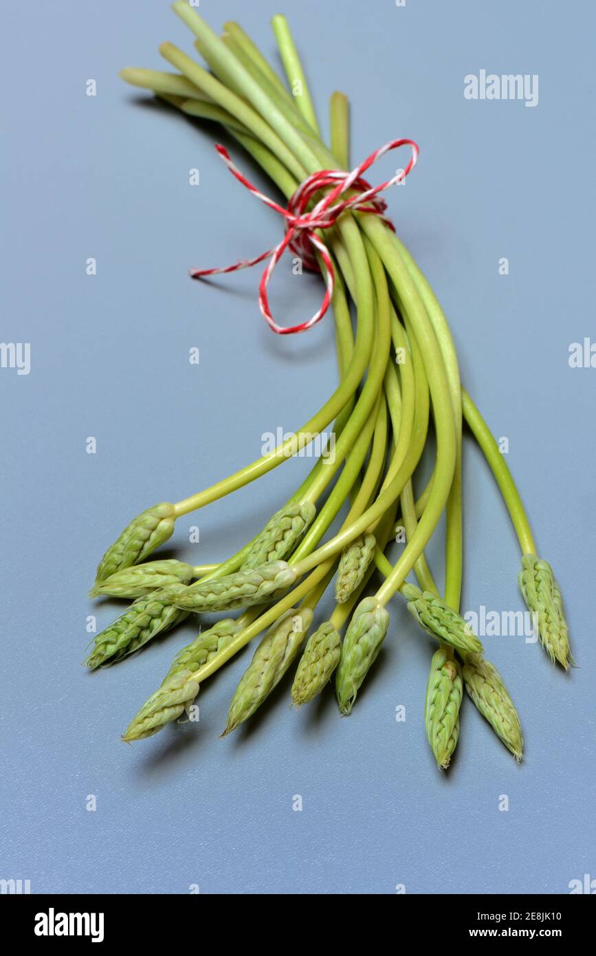 Pyrenees-Star-of-Bethlehem ( Ornithogalum) pyrenaicum, wild asparagus, Prussian asparagus Stock Photo