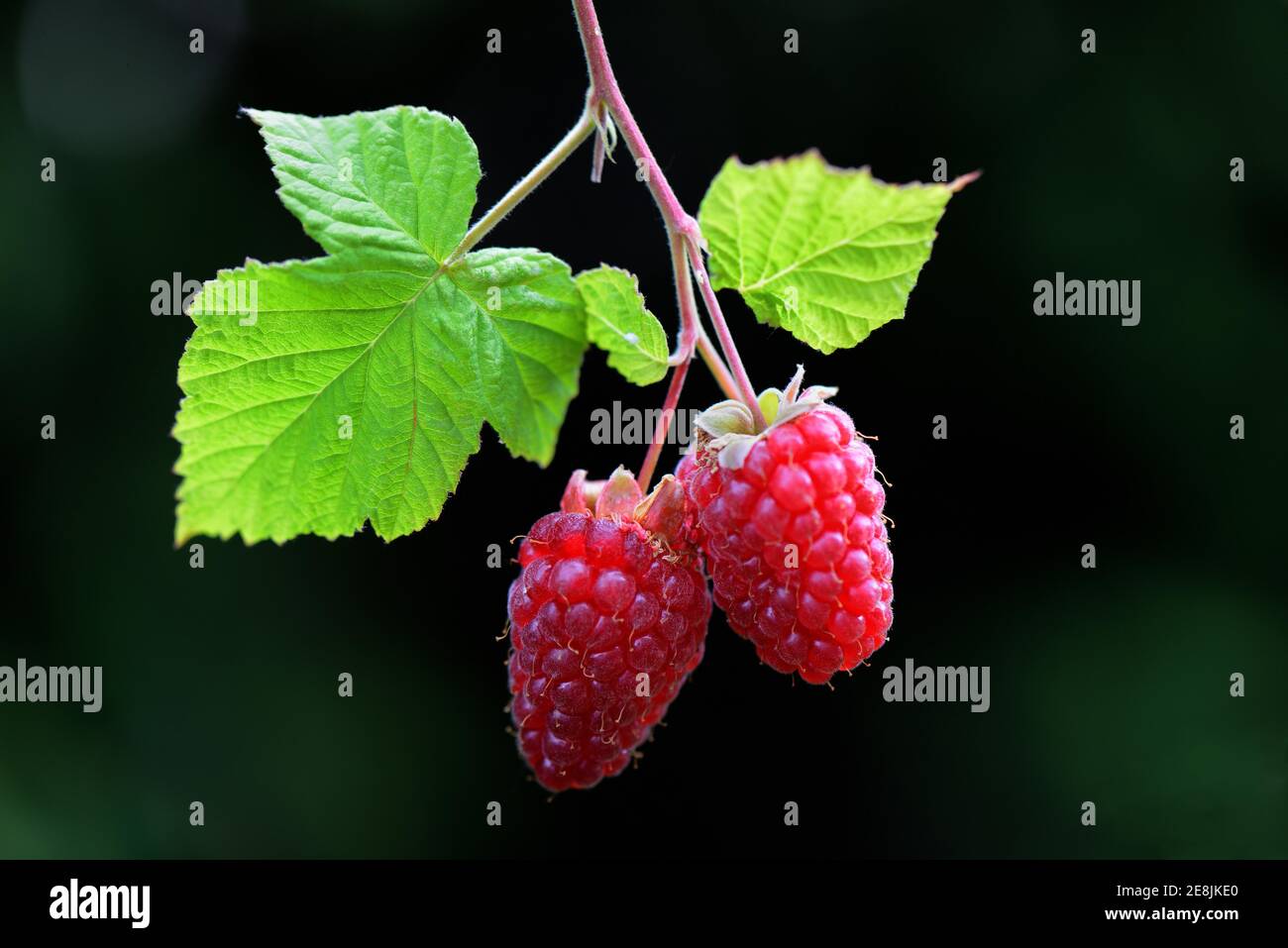 Rubusboysenberry and raspberry cross ( Rubus fruticosus x idaeus) Stock Photo