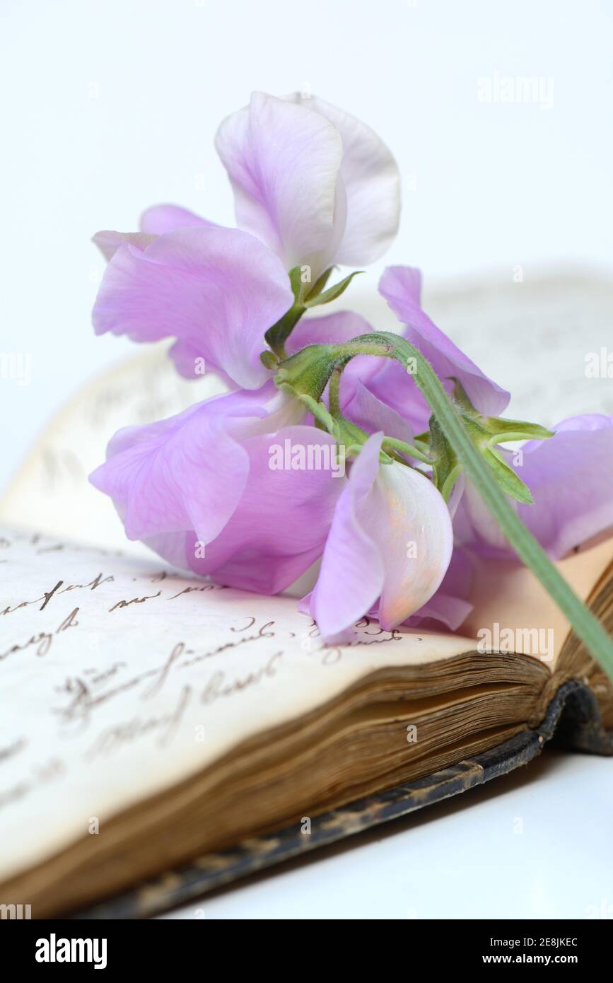 Sweet peanblume ( Lathyrus odoratus) on book with old manuscript Stock Photo