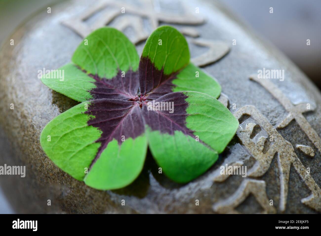 Lucky Clover on stone with Chinese characters, cloverleaf ( Oxalis tetraphylla) Stock Photo
