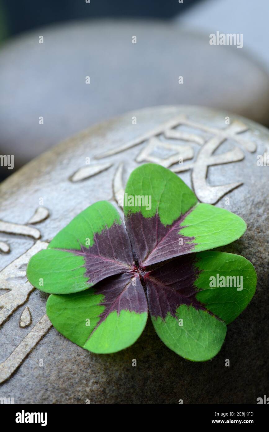 Lucky Clover on stone with Chinese characters, cloverleaf ( Oxalis tetraphylla) Stock Photo