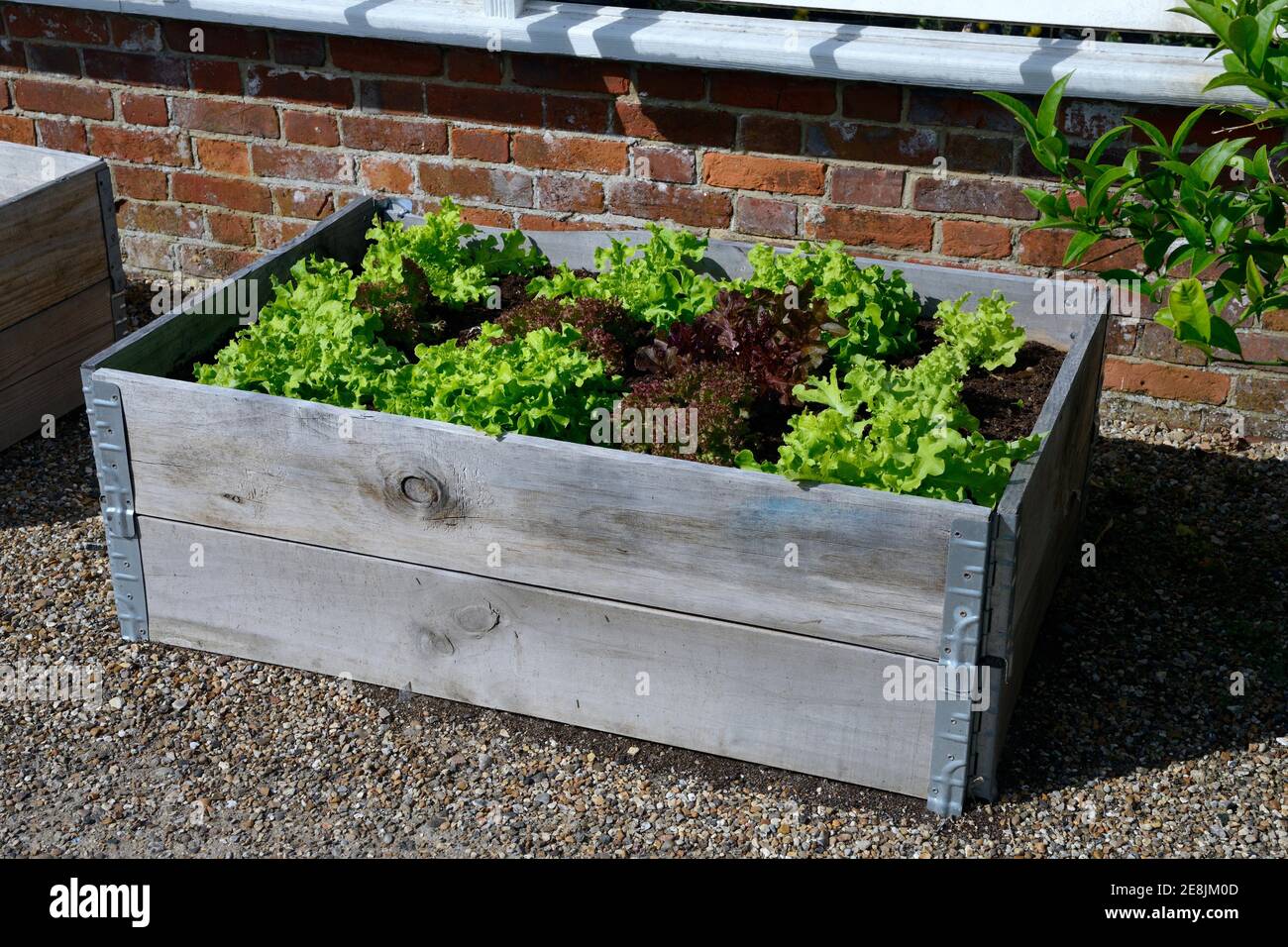 Raised bed with lettuce Stock Photo Alamy