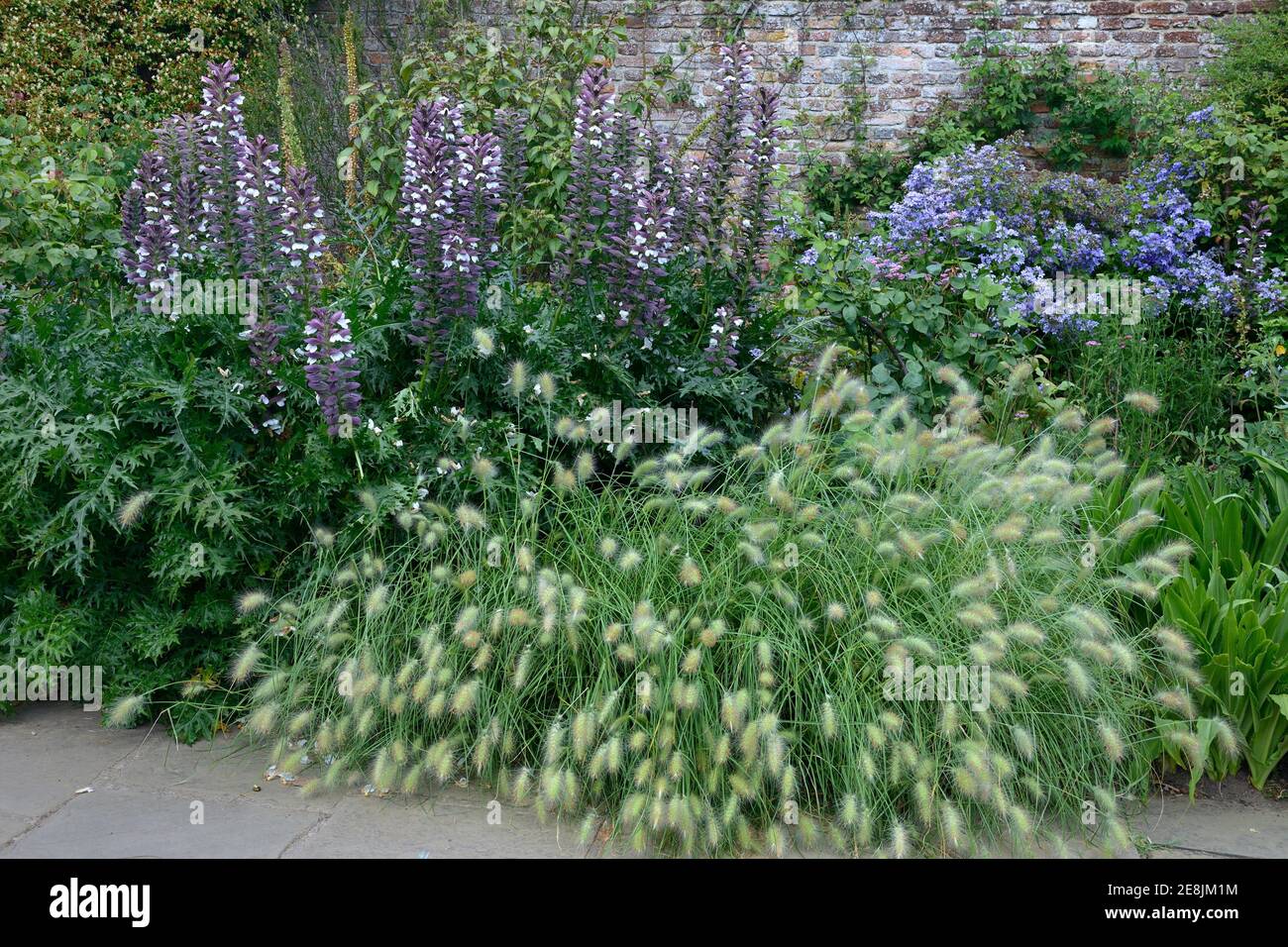 Spiny hogweed and grasses in herbaceous borders, Acanthus spinosus Stock Photo