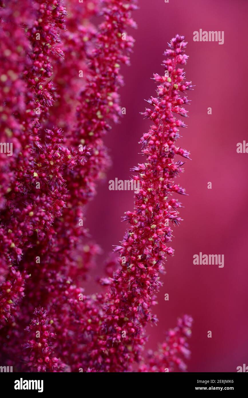 Red Amaranth ( Amaranthus) variety Roter, from Erkrath/D spec Stock Photo