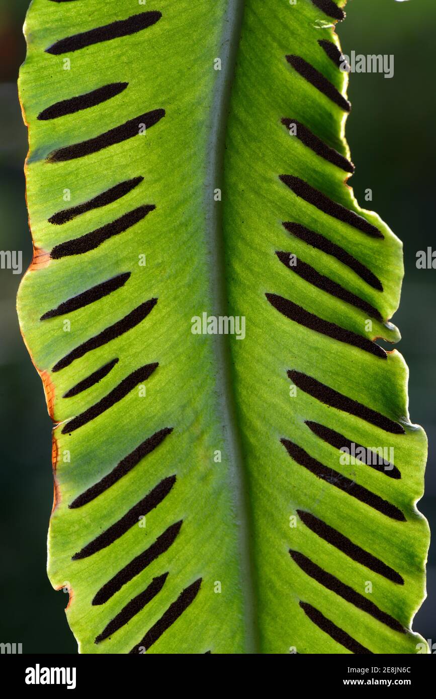 Fern, Sori on the underside of fern frond, Asplenium scolopendrium, Phyllitis scolopendrium, spores, sporangia Stock Photo