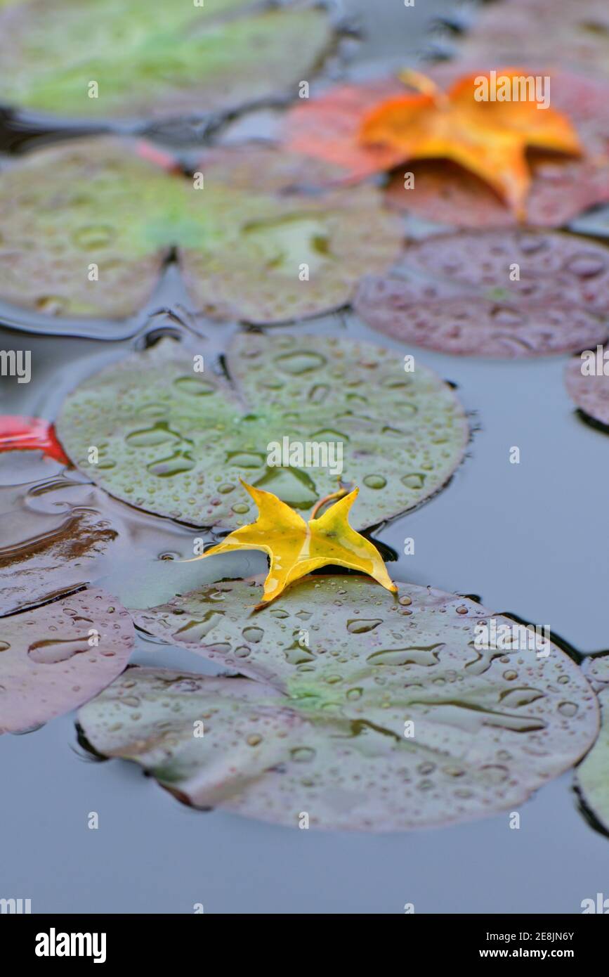 Autumn leaves water lily hi-res stock photography and images - Alamy