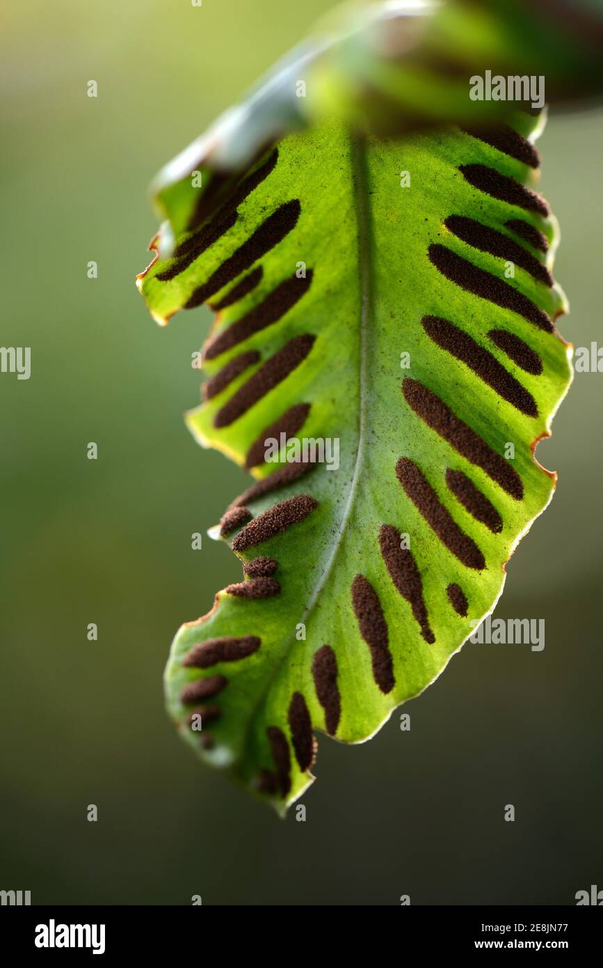 Fern, Sori on the underside of fern frond, Asplenium scolopendrium, Phyllitis scolopendrium, spores, sporangia Stock Photo